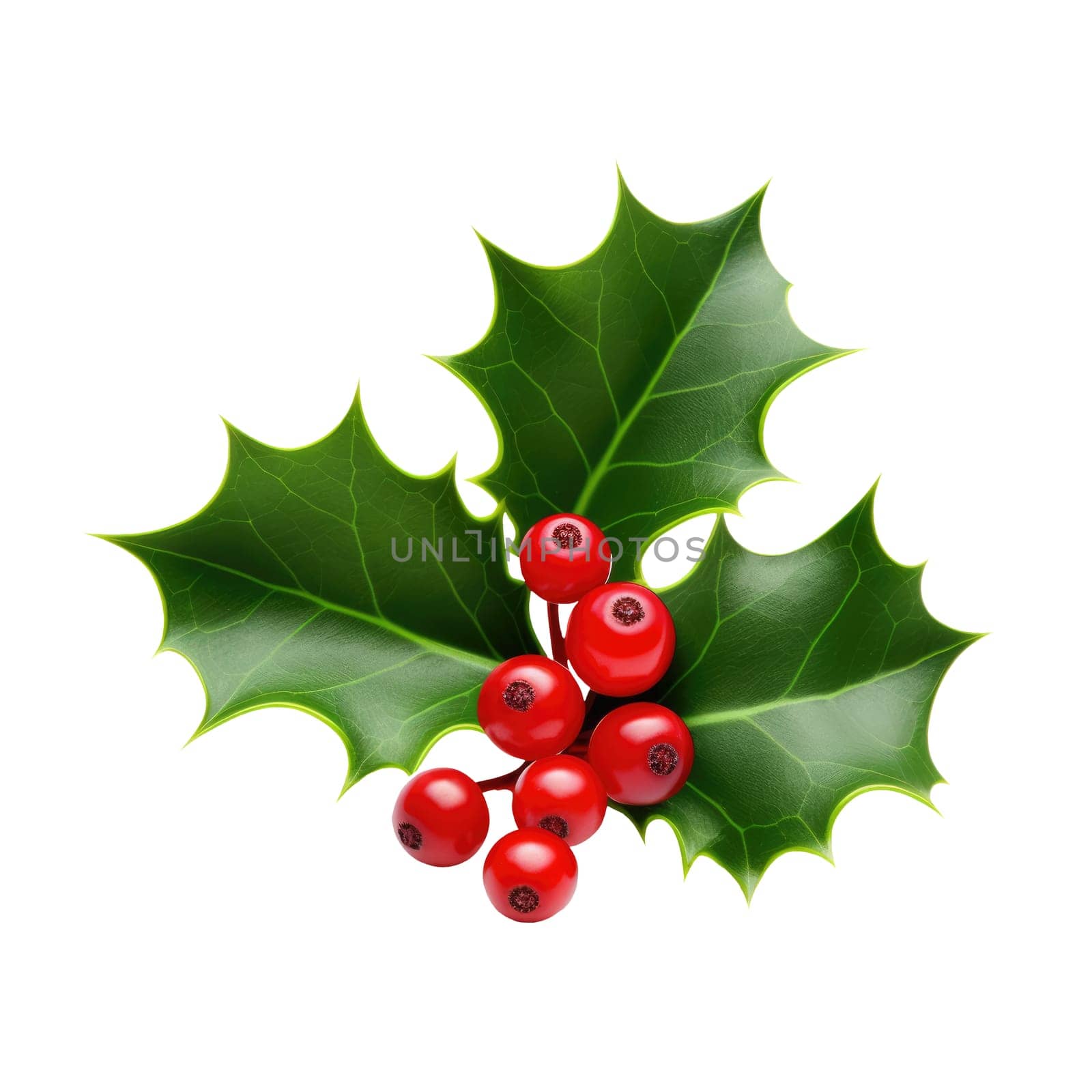 Holly berry leaves. Christmas decoration isolated on background by natali_brill