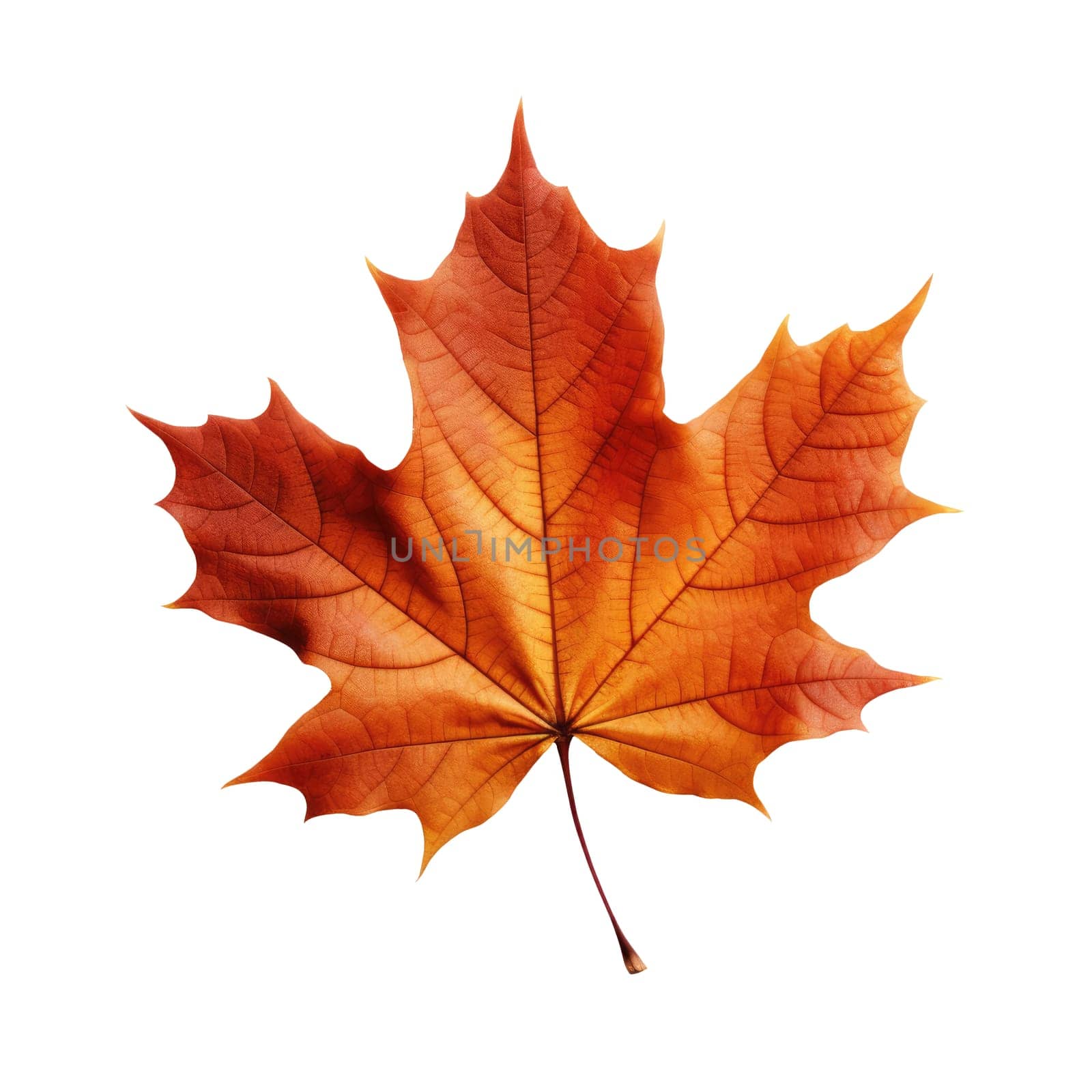 Red maple leaf as an autumn symbol as a seasonal themed concept by natali_brill