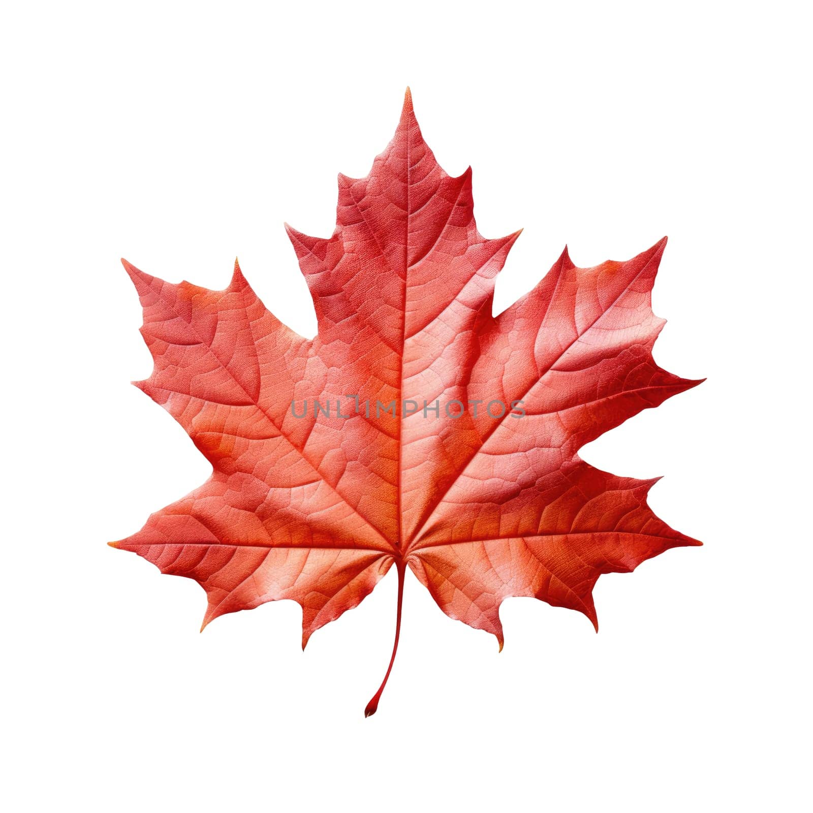 Red maple leaf as an autumn symbol as a seasonal themed concept by natali_brill