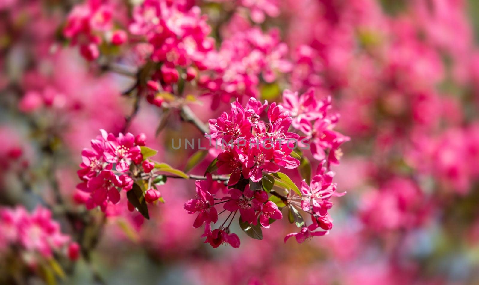 Branch with pink apple flowers. Decorative wild apple tree blooming in pink. Flowering apple tree close-up