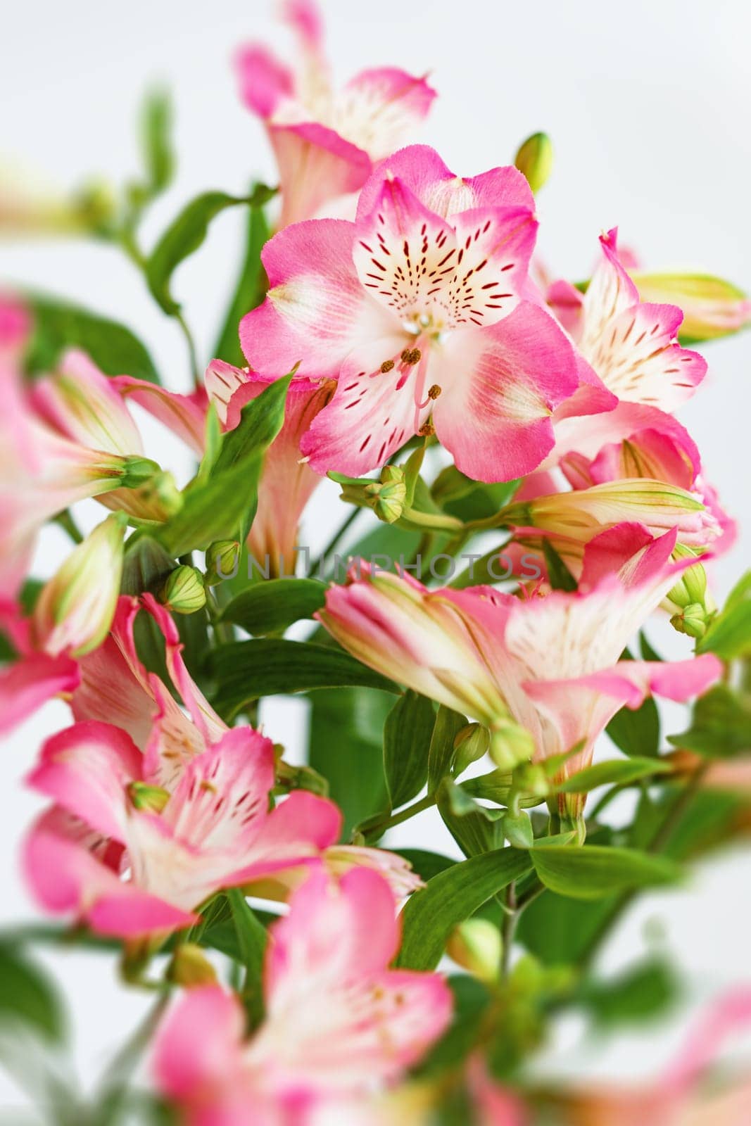 Floral background.  Bouquet of Alstroemeria flowers in full bloom. Pink flowers of Alstroemeria