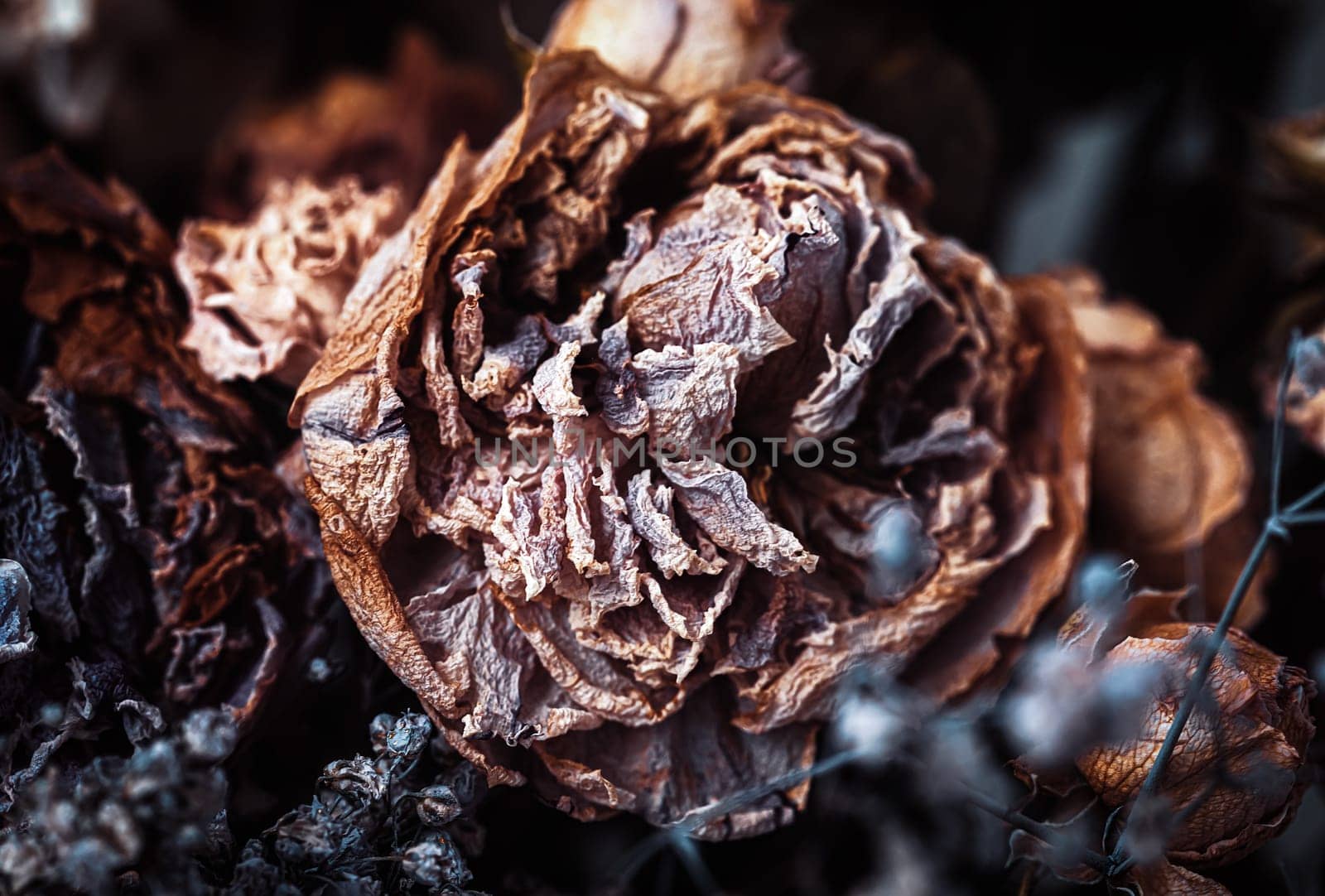 Dry bouquet. Close-up image of dried flowers in a bouquet. Life and death concept. Withered flower background