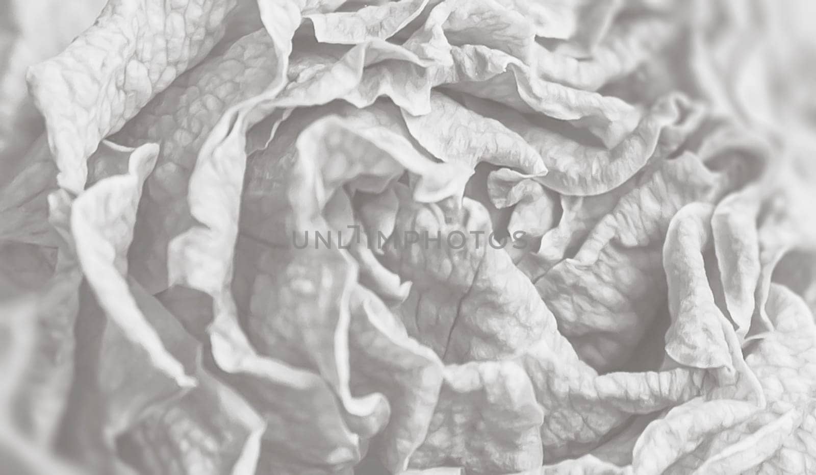 Close-up image of dried flowers in a bouquet. Life and death concept. Withered flower background