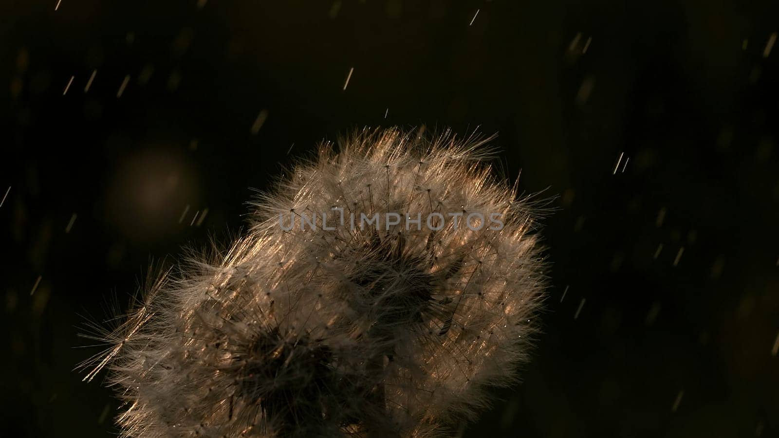 Fluffy dandelions. Creative.Small flowers illuminated in the sun standing in front of green young grass. High quality 4k footage