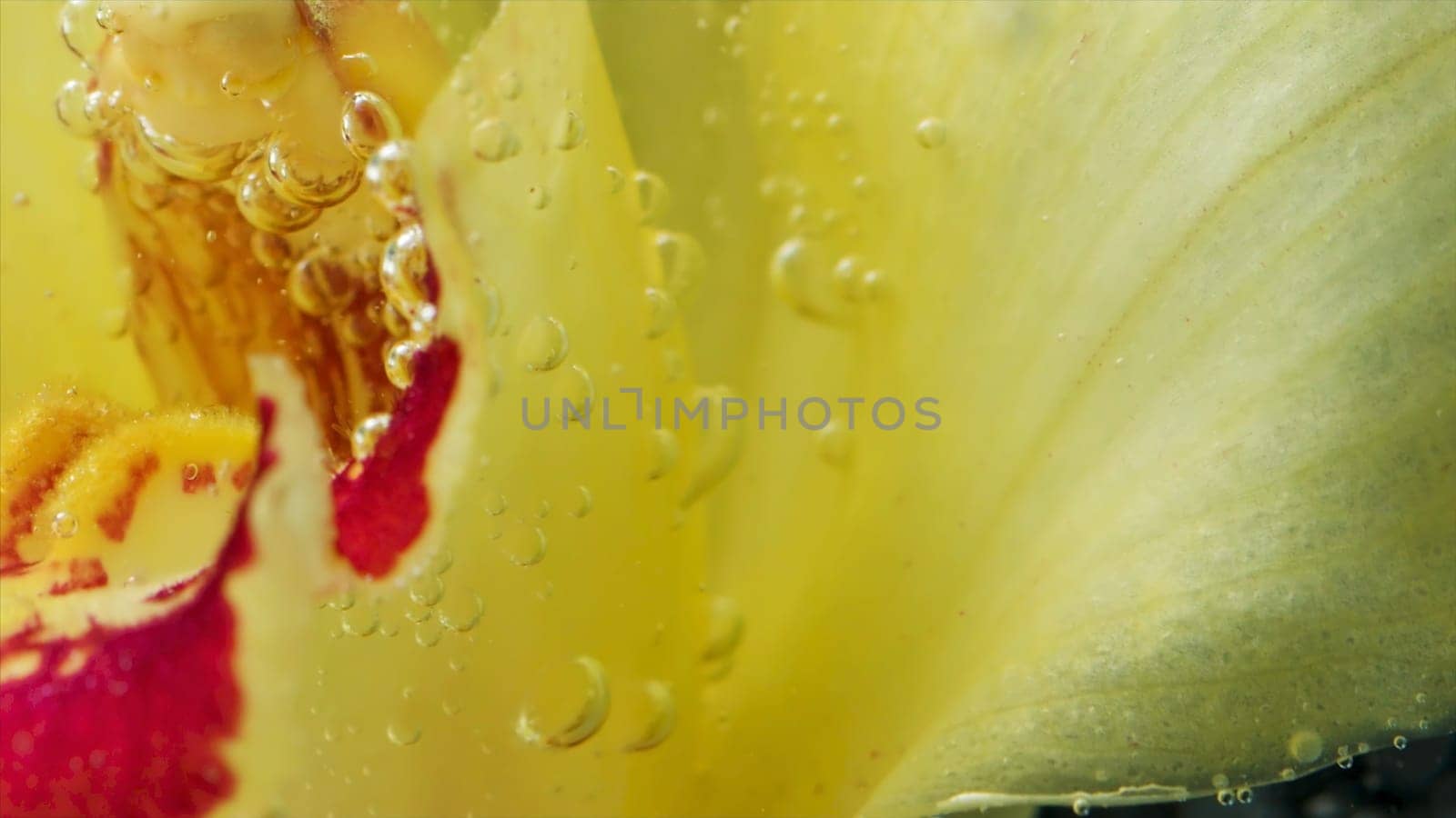Close-up of beautiful bubbles on bright flower. Stock footage. Refreshing flower petals with bubbles in water. Bright flowers under water with bubbles.