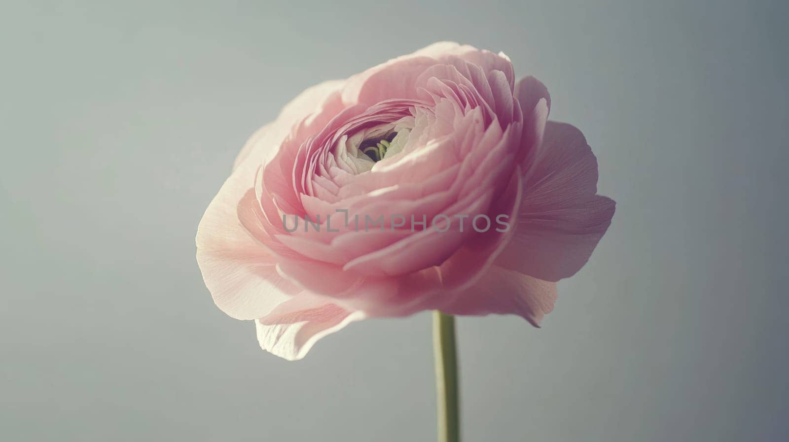 Pink ranunculus flower with soft petals on a gray background, close-up view. Nature and beauty concept.