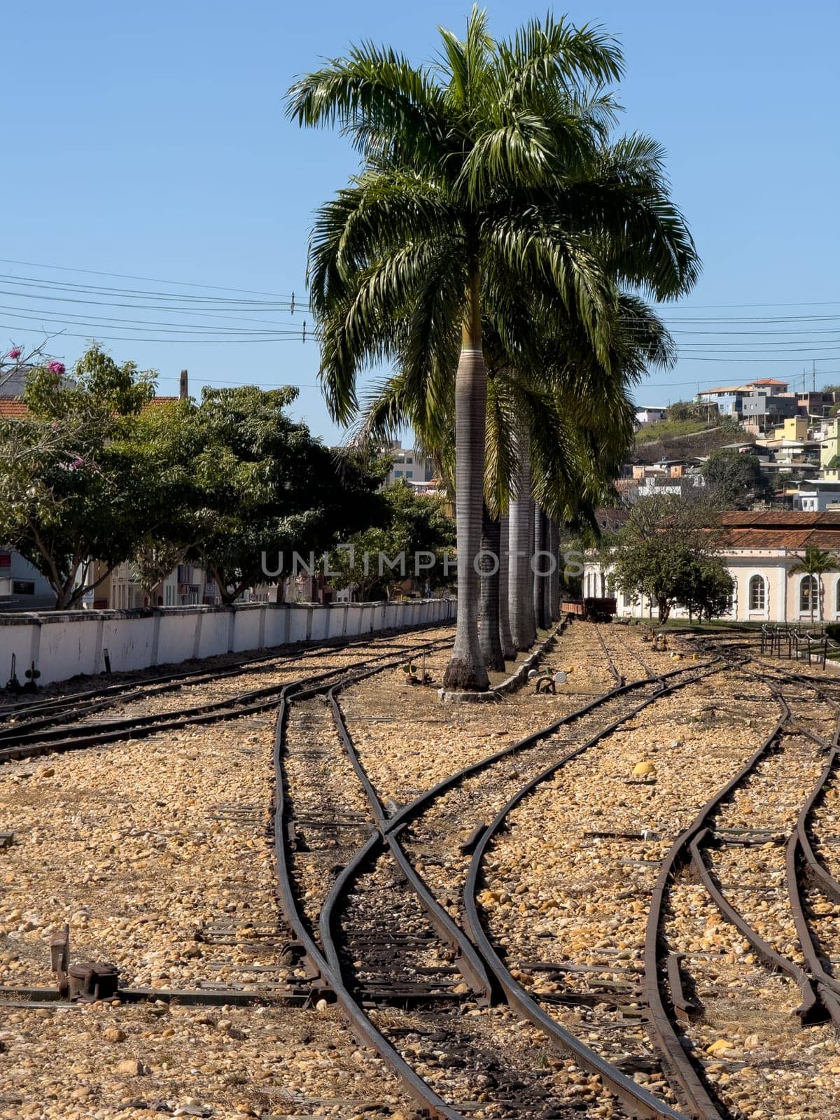 Old railway tracks converge near a lush palm tree under a clear blue sky.