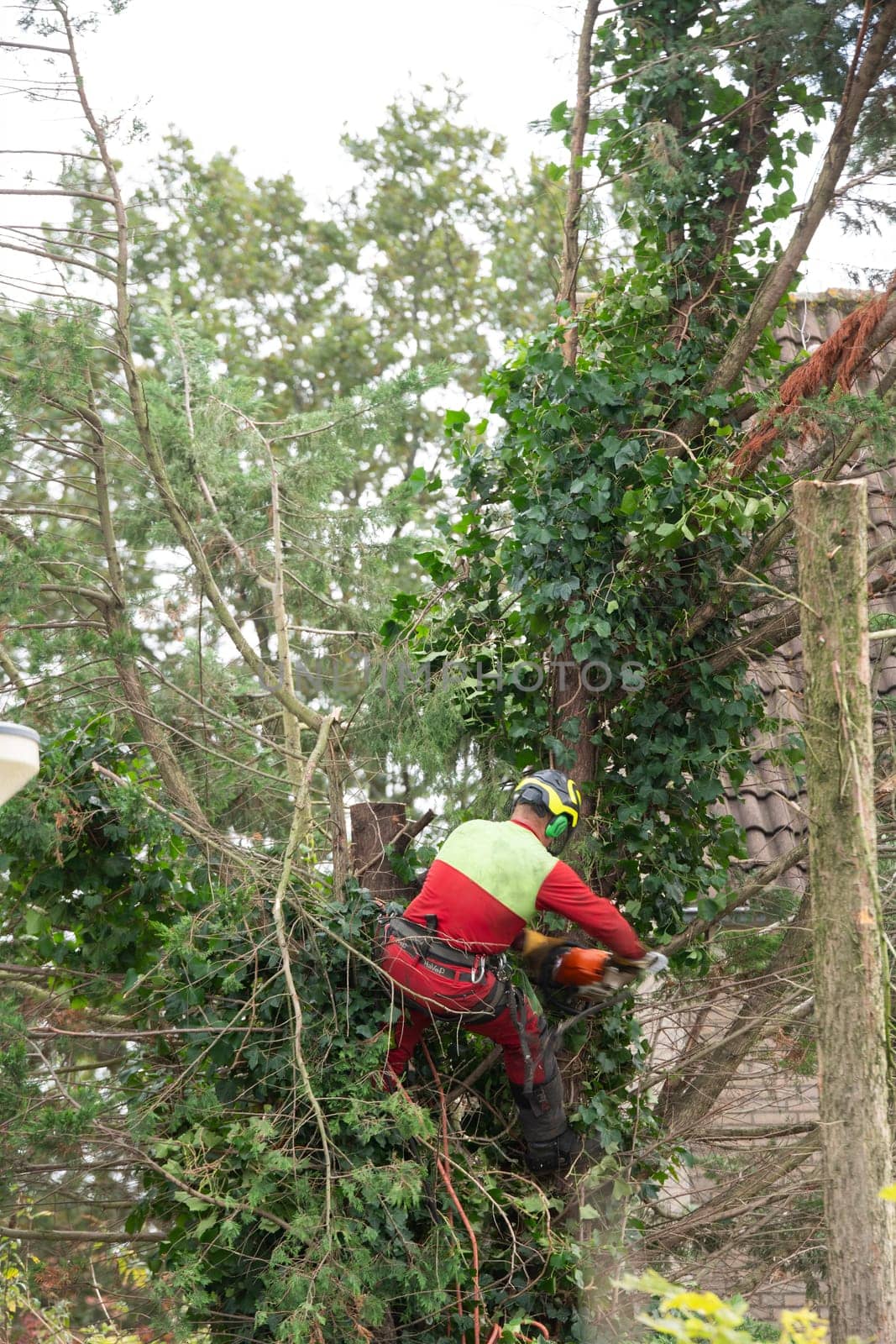 Rotterdam,Netherlands,10-10-2024:A professional tree surgeon climbs a tall tree, using a chainsaw for precision cutting. the essential safety measures and arborist skills in tree maintenance