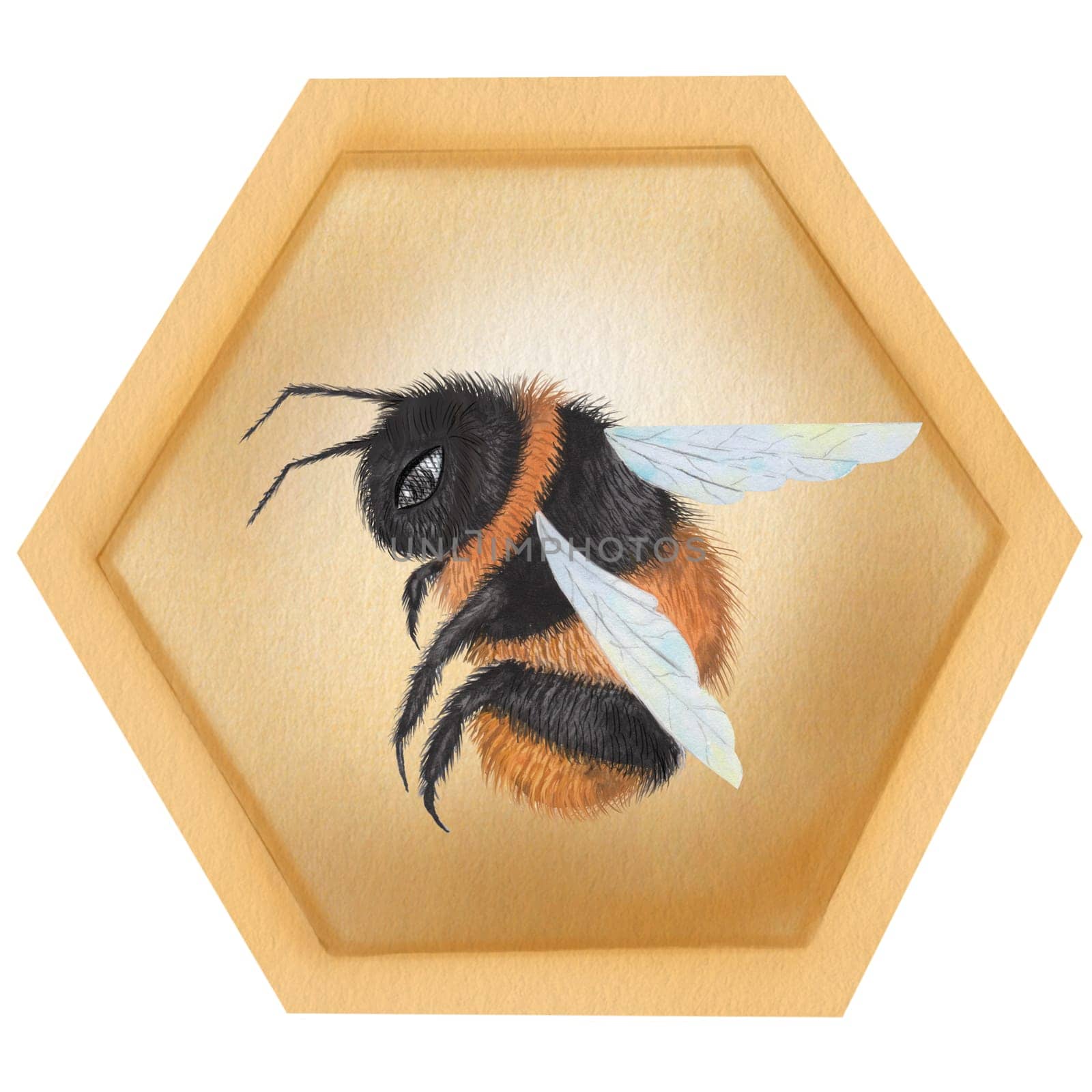 Bee and honeycomb watercolor.. Hand drawn bumblebee on isolated white background. Clip art of garden insect. Ideal for farm honey logo, banner and natural cosmetics and food. High quality illustration