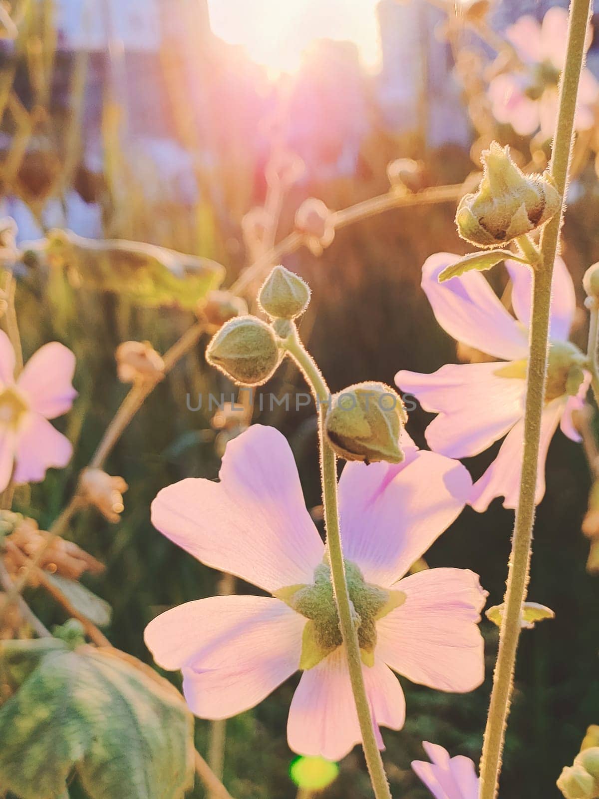 Soft pink flowers in rays of sunlight. by Laguna781