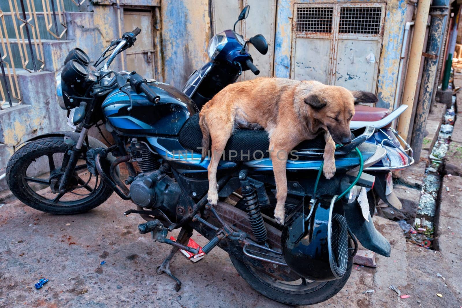 Dog sleeping on motorcycle in indian street. Jodhpur, Rajasthan, India