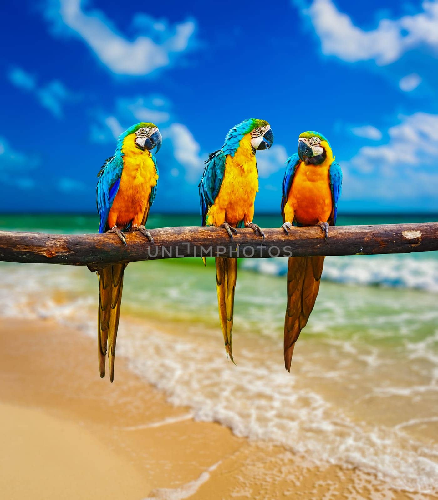 Blue-and-Yellow Macaw parrots on beach by dimol
