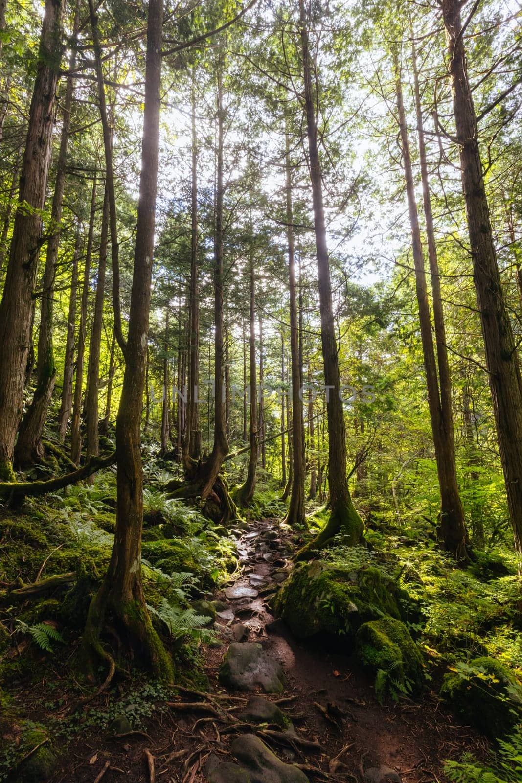 The magnificent Tateshina Otaki Falls on the famous Venus Line road, famous as a scenic driving route in Japan