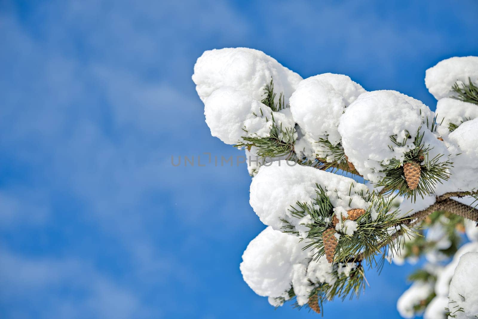 Pine tree branches and cones in snow on blue sky background.
