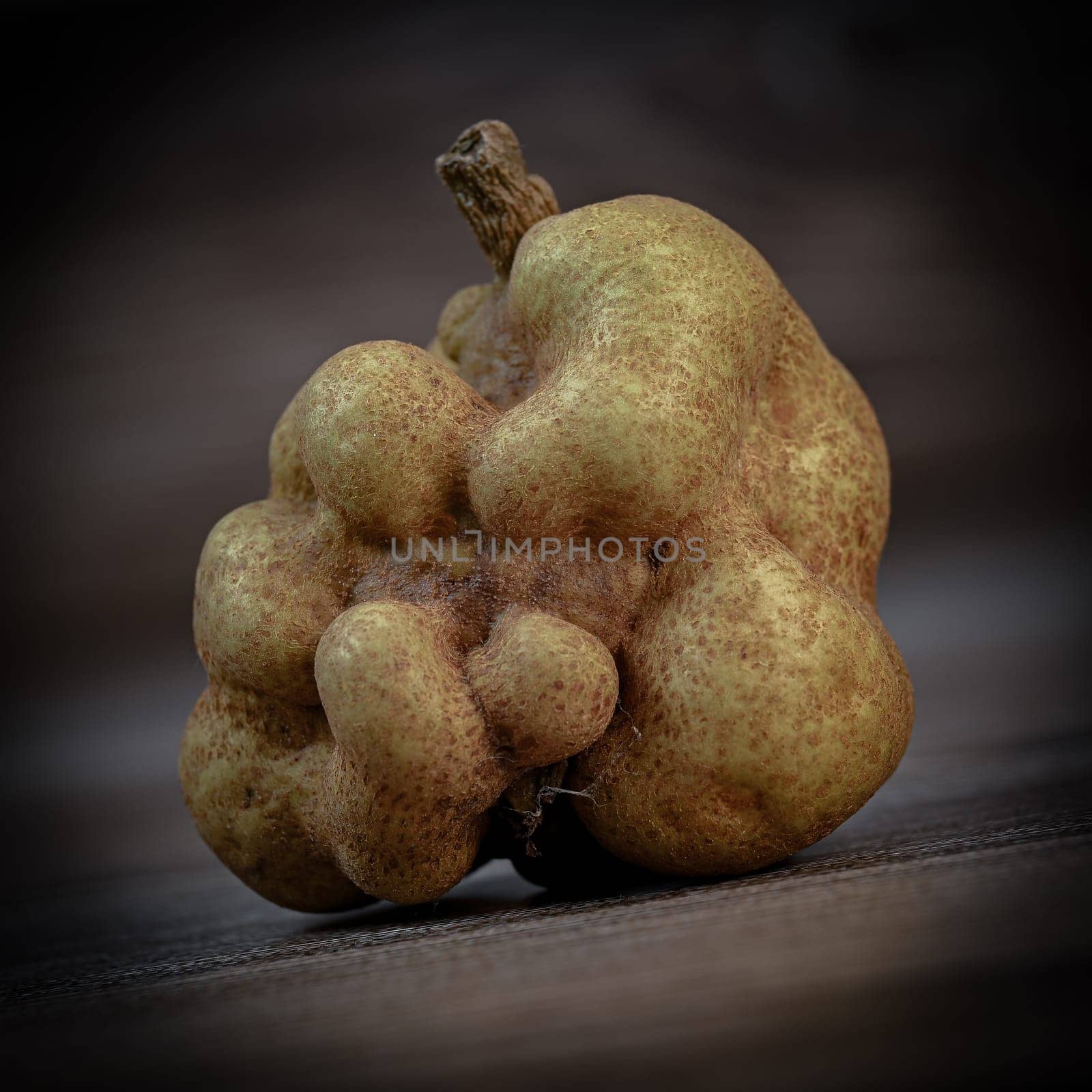 Deformed, malformed or atypical fruit, Pear in studio, In agriculture, these fruits are sometimes referred to as uncalibrated or out-of-sizes, as they do not correspond to commercial aesthetic standards in terms of shape or size