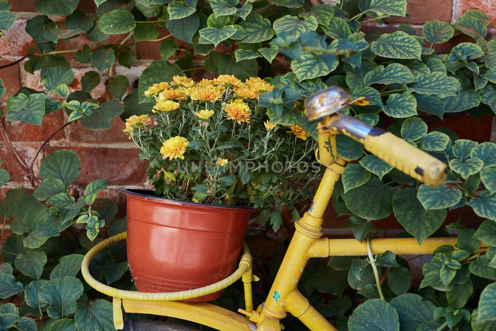 an old yellow bicycle saddle and a basket of yellow chrysanthemums. retro.