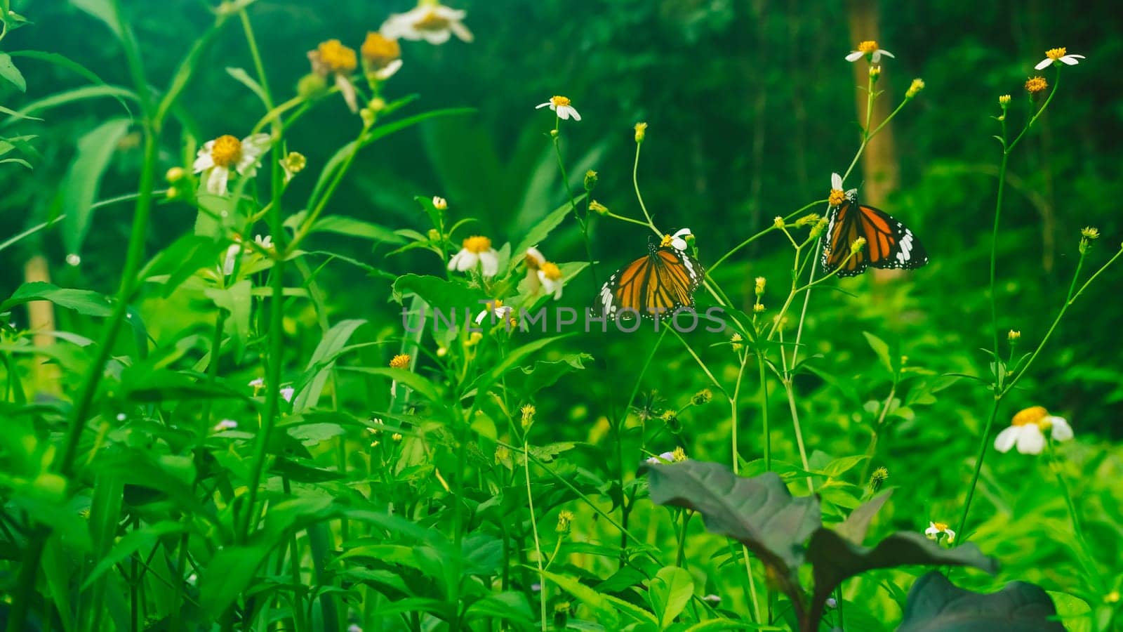 Summer mood background. Energy of Magic wild flora and fauna. Flowers, grass, butterflies.