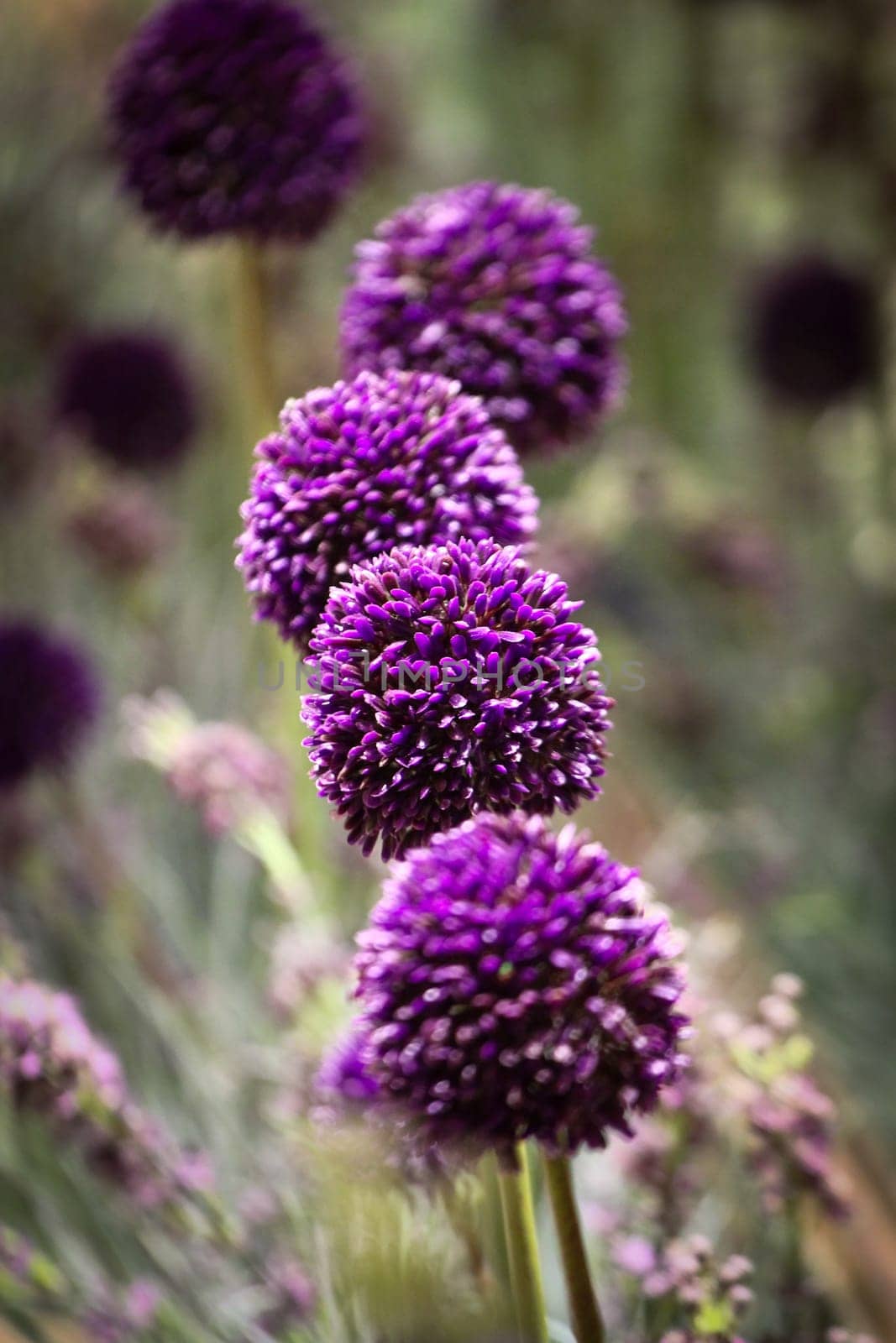 Amazing and beautiful flowers showcasing vivid colors and natural beauty. Perfect for floral arrangements and botanical studies and multimedia content creation