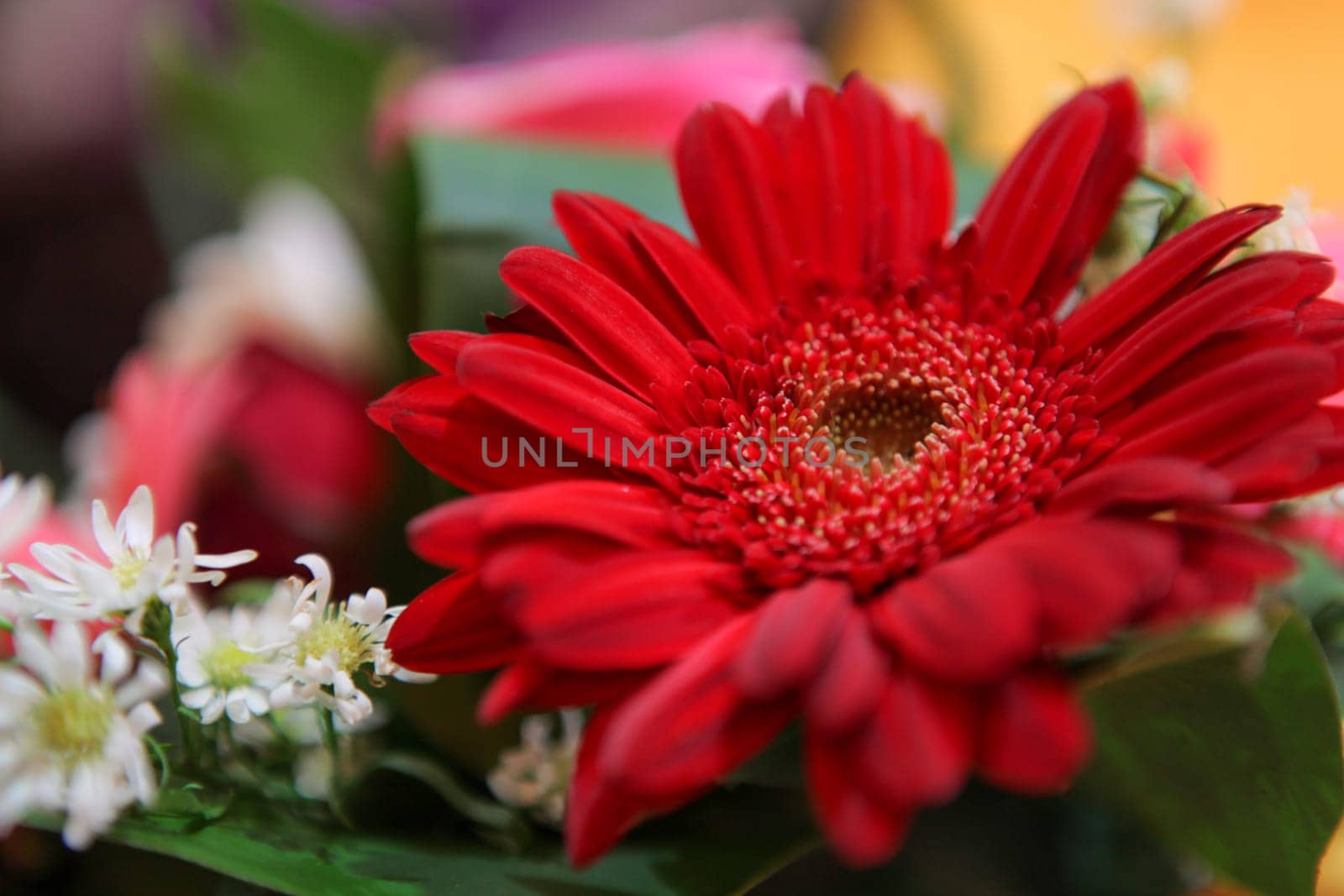Amazing and beautiful flowers showcasing vivid colors and natural beauty. Perfect for floral arrangements and botanical studies and multimedia content creation