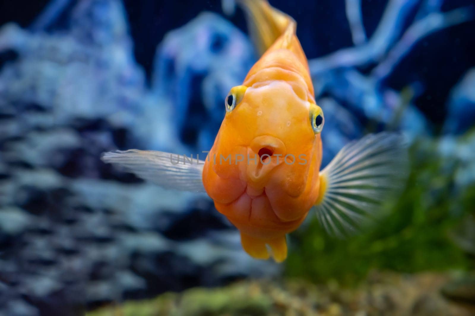 Orange parrot fish in the aquarium. Red Parrot Cichlid. Aquarium fish