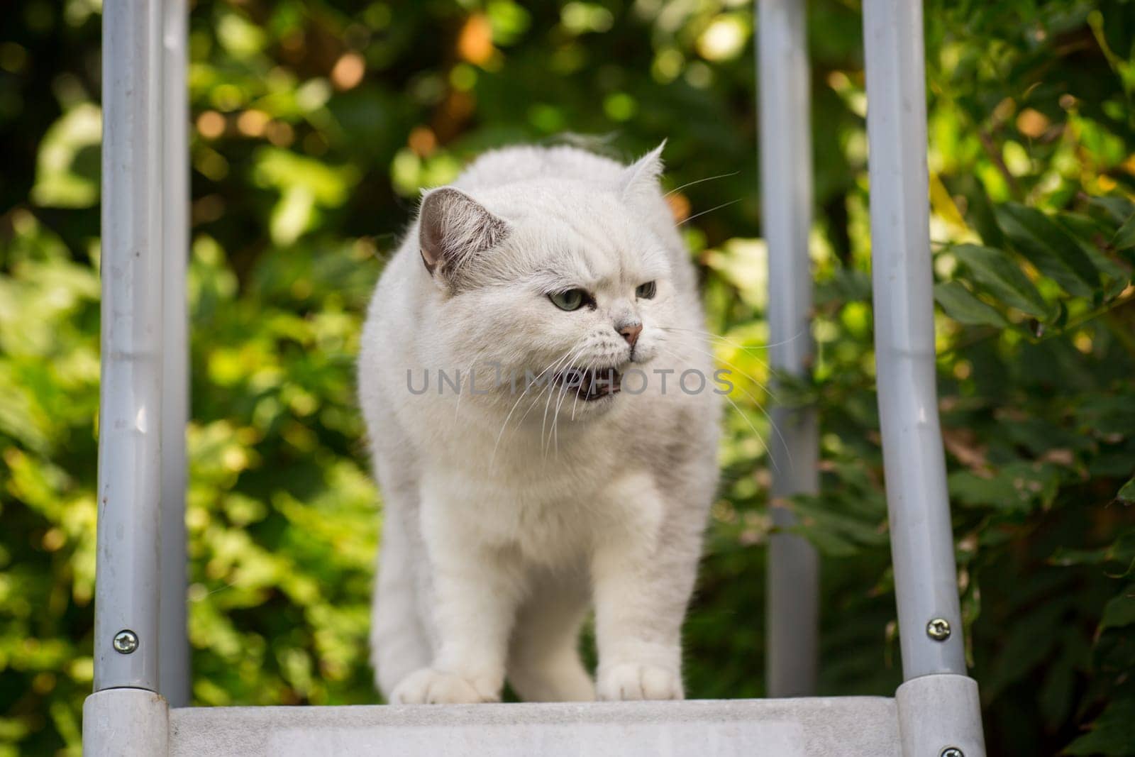 An adult cat of breed Scottish chinchilla of light gray color walks outdoors