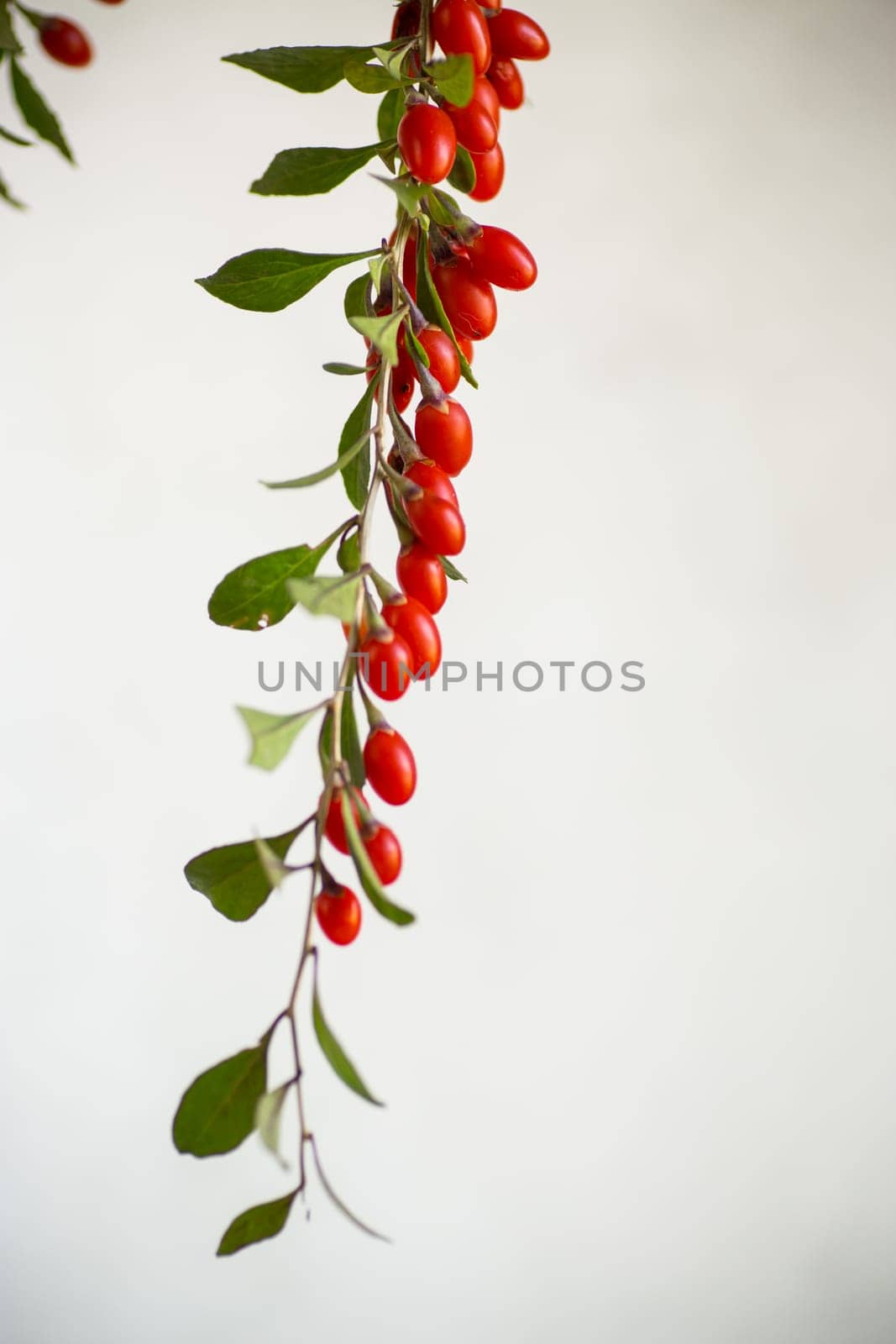 Branch with ripe red goji berry on abstract grey background