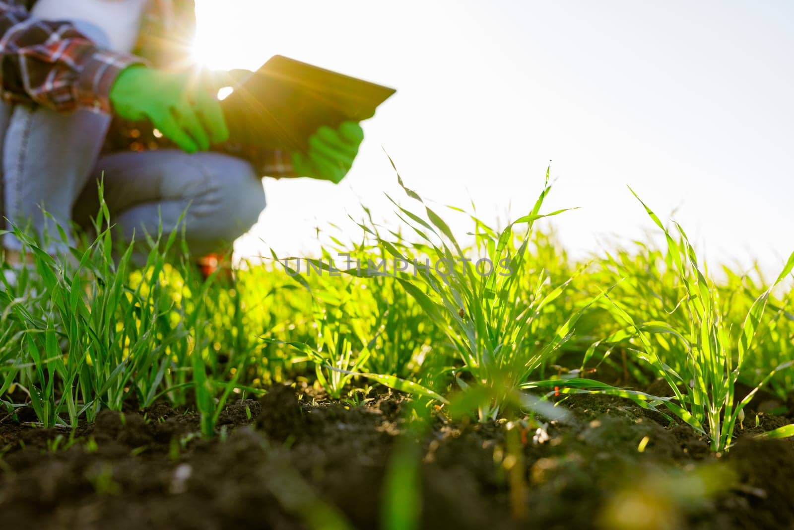 female agronomist with a digital tablet in her hands checks young shoots in the field. A female farmer using a modern tablet checks the growth of her crop. Agriculture concept.