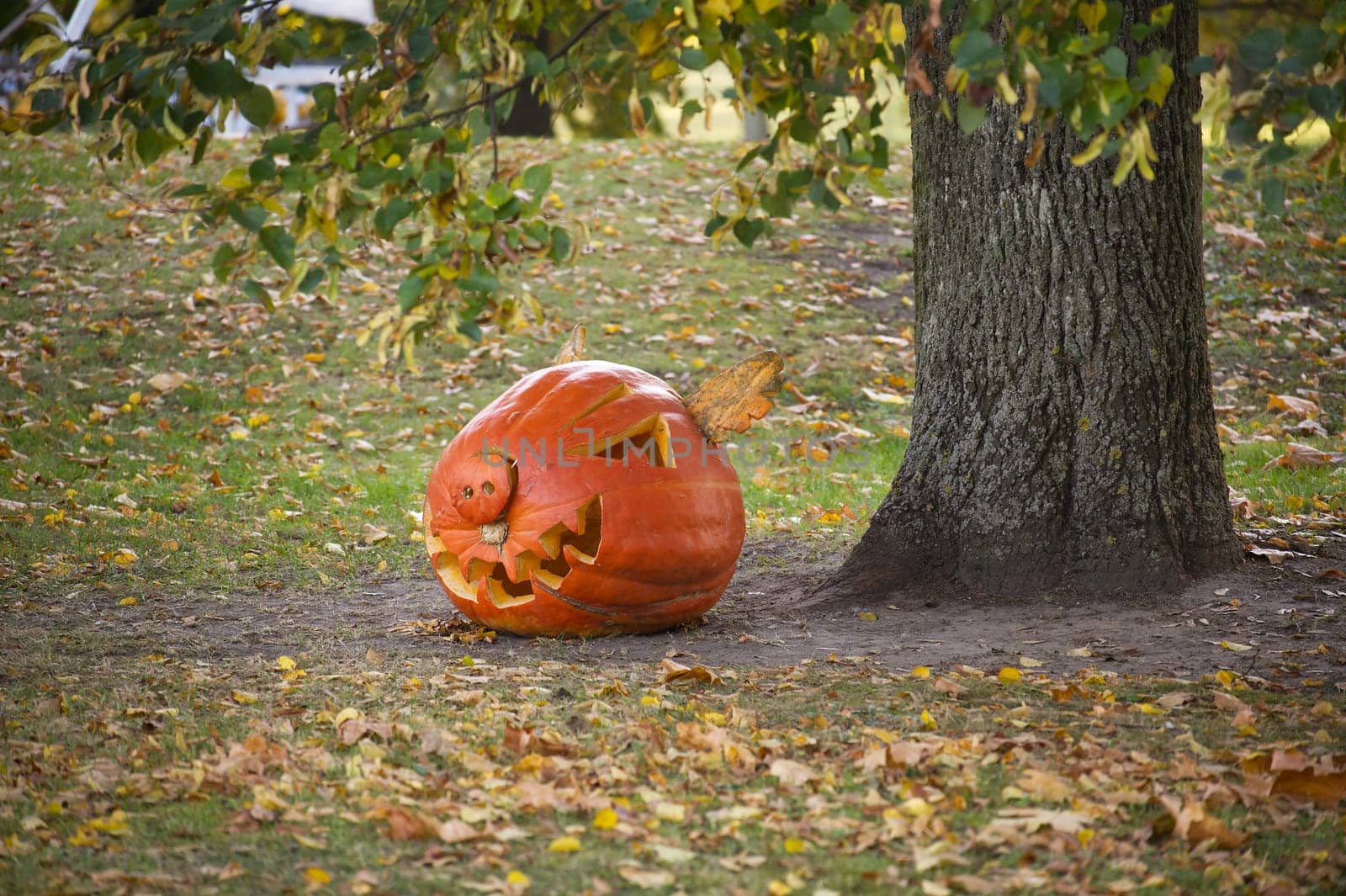 A carved pumpkin lies beneath a tree among autumn leaves, representing seasonal transition and the quiet aftermath of Halloween festivities in a forest setting.