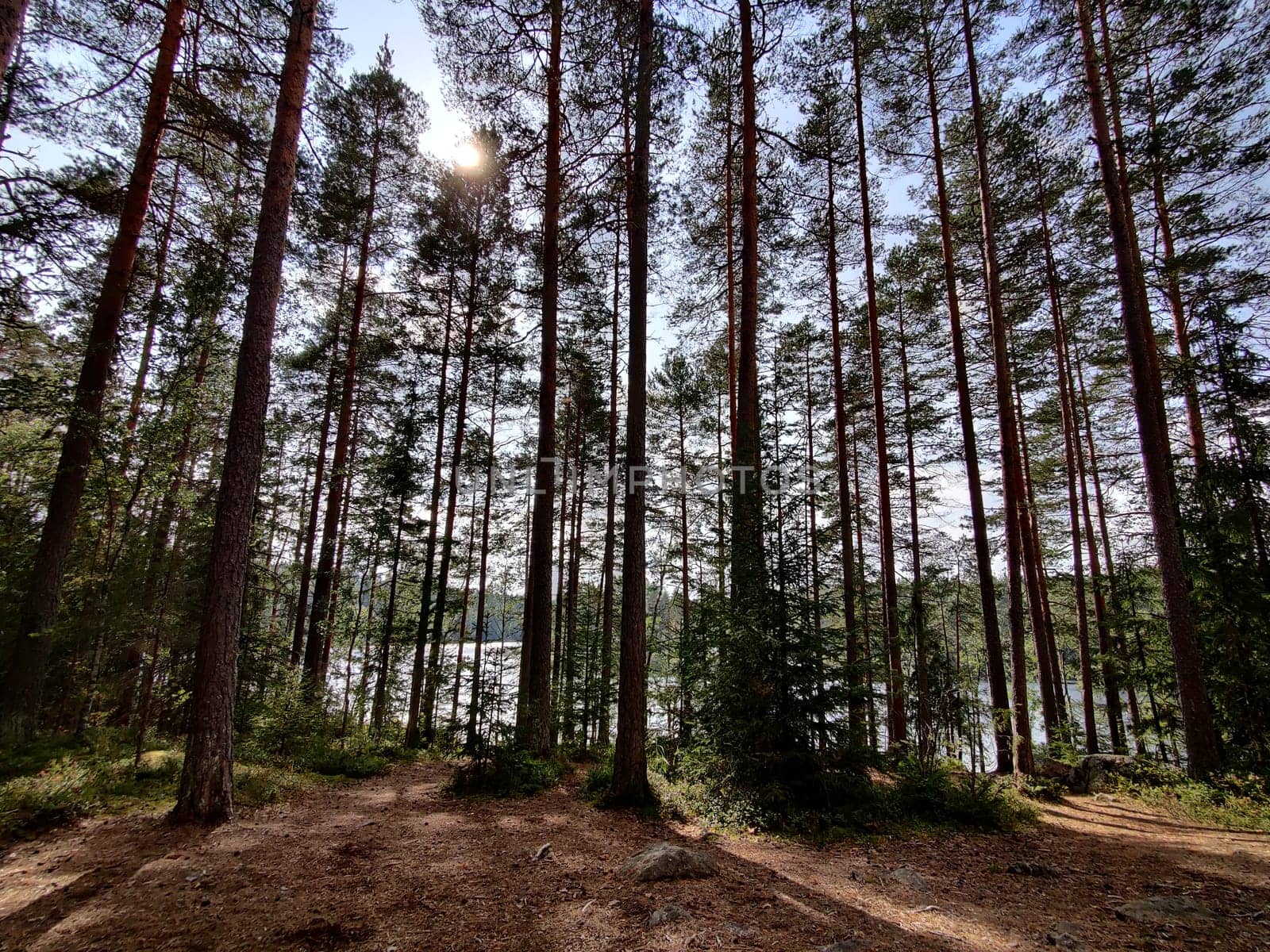 the pine trees with beautiful summer sunlight. Scene with tourist camping in green forest near the lake. Outdoor Lifestyle vacations.