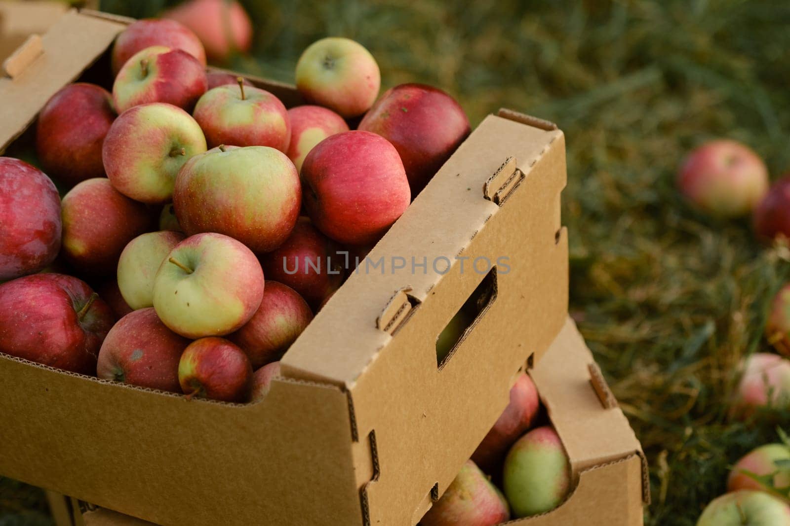 Red apples in cardboard boxes on the ground in an apple orchard.