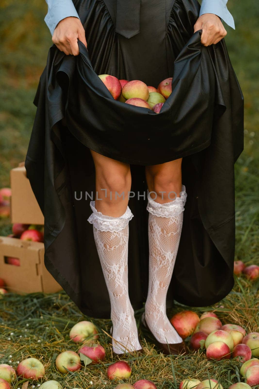 Close-up of the hands of a girl holding apples in a dress in the garden. A girl holds apples under her skirt.
