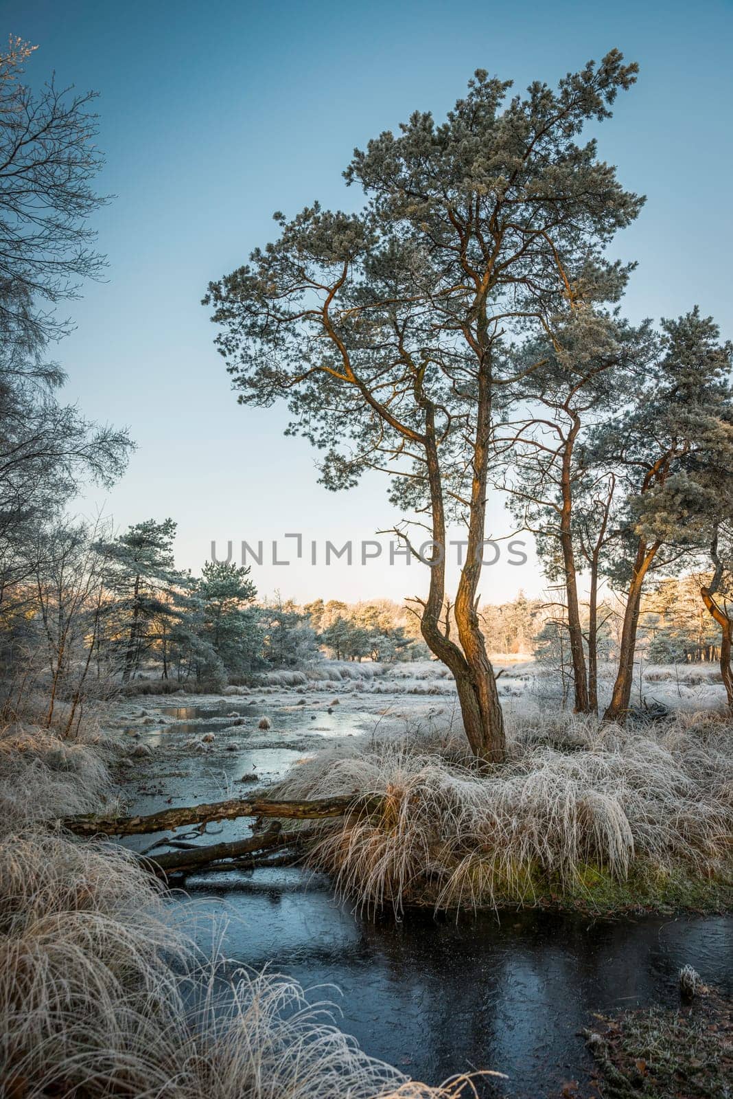 winter landscape in the dutch forest of Goirle with frozenw ater and ice on the grass and trees