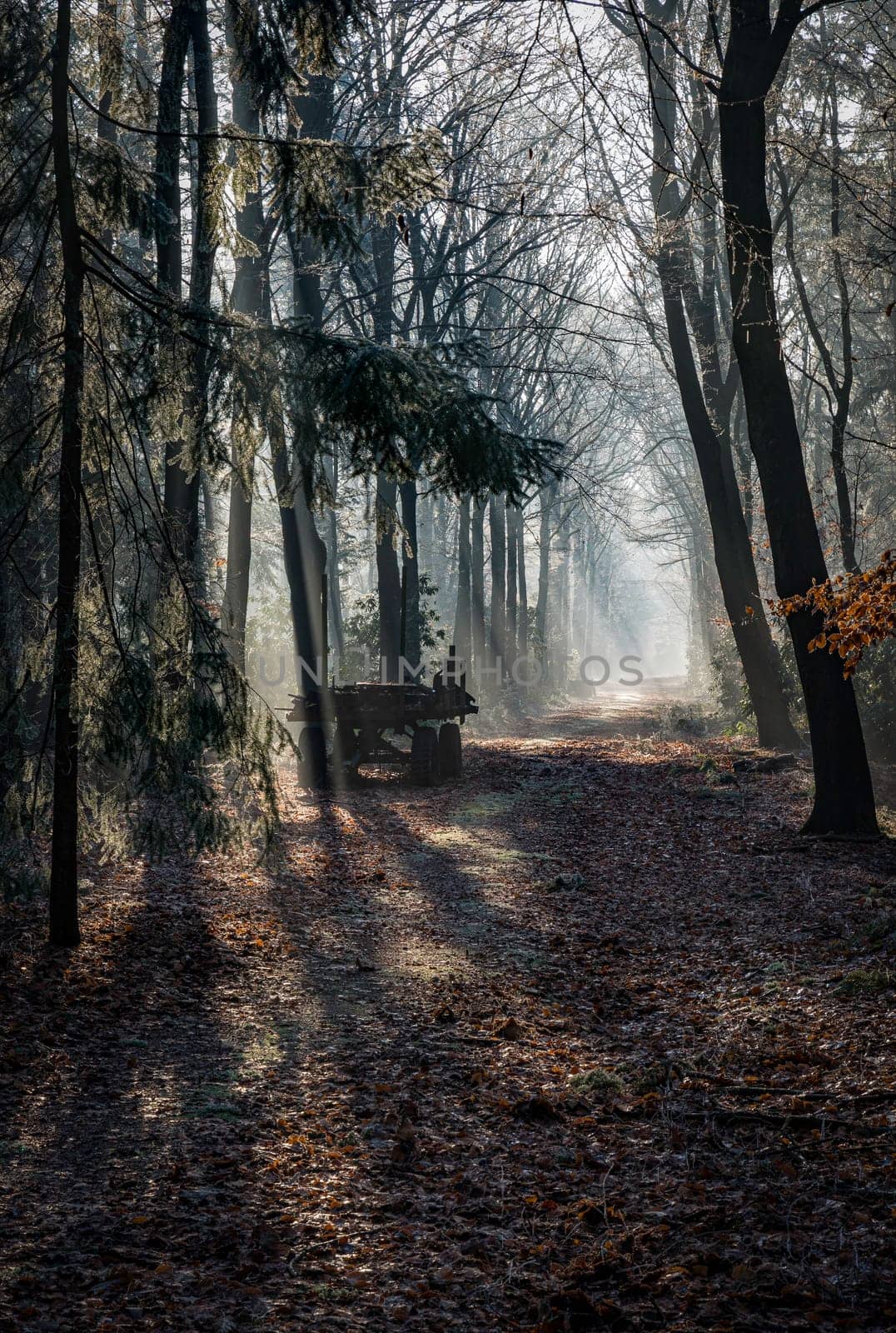 sunlight with sunbeams in the morning and old wooden car in the foothpath in winter forest with ice and trees
