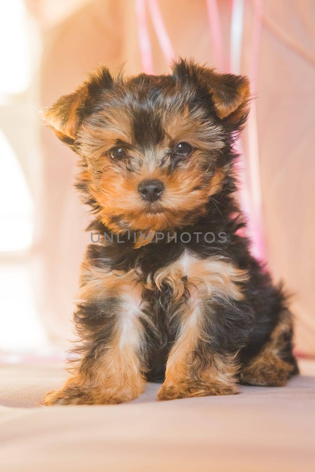 Little Yorkshire Terrier puppy on sunny beige background