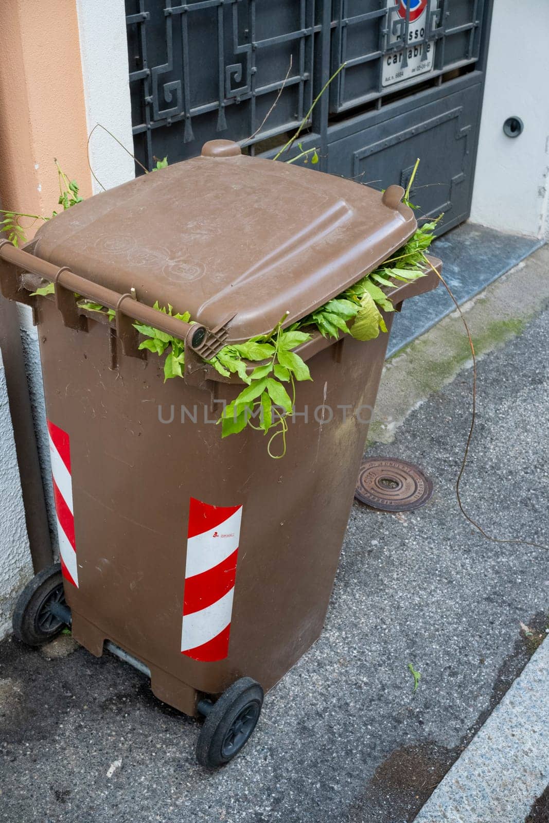 Cremona, Lombardy, Italy October 15th 2024 A brown wheelie bin overflowing with green garden waste is standing on the street