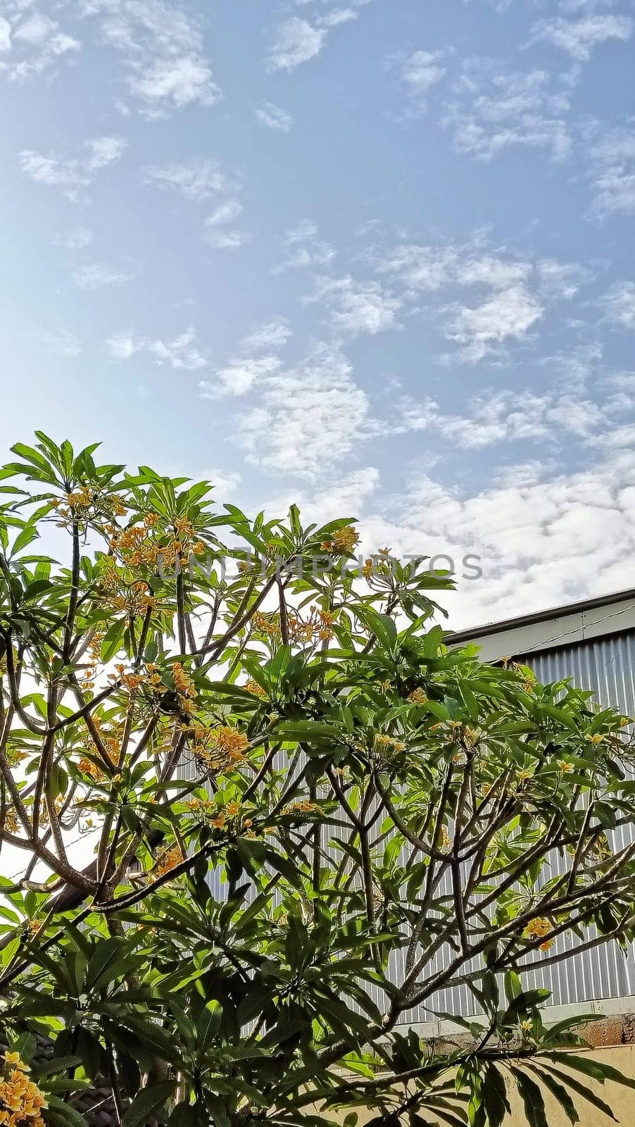 A warehouse and a tree under the blue sky. The warehouse placed beside a tree. The warehouse and the tree shined by the sun.