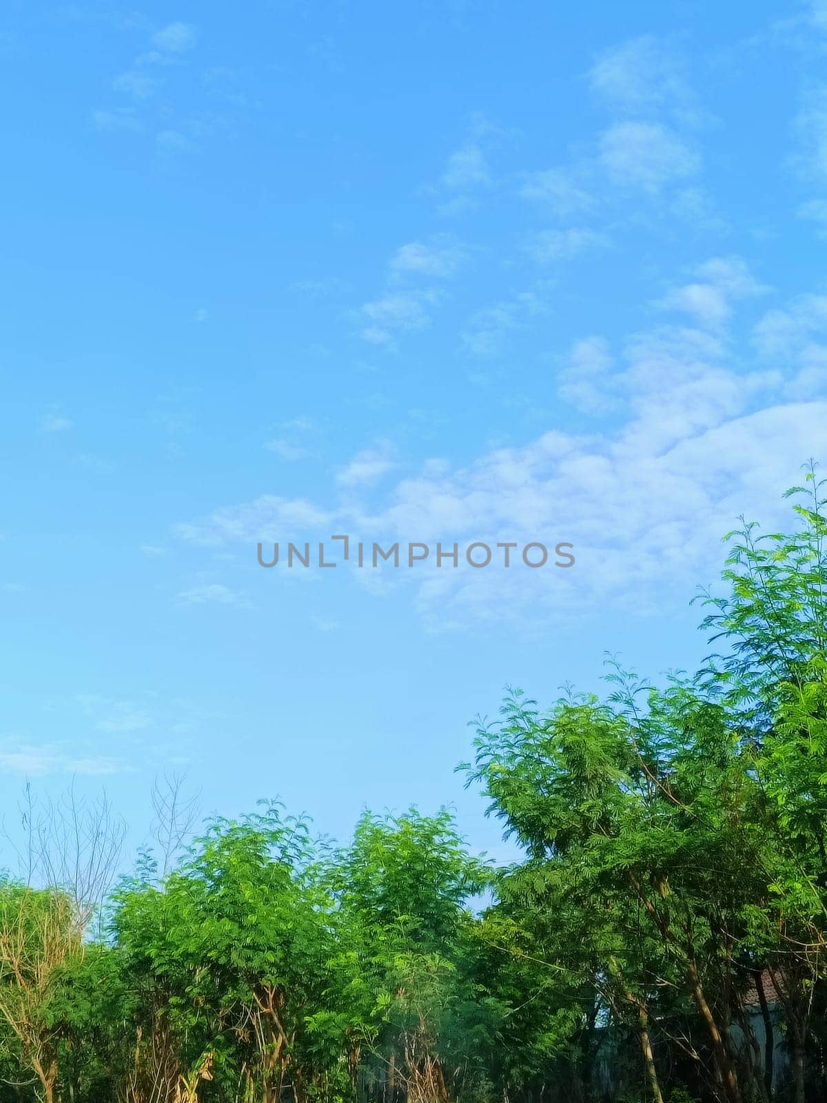 Trees with blue sky background. Green Leaves of trees shined by the sunlight shows its true color.