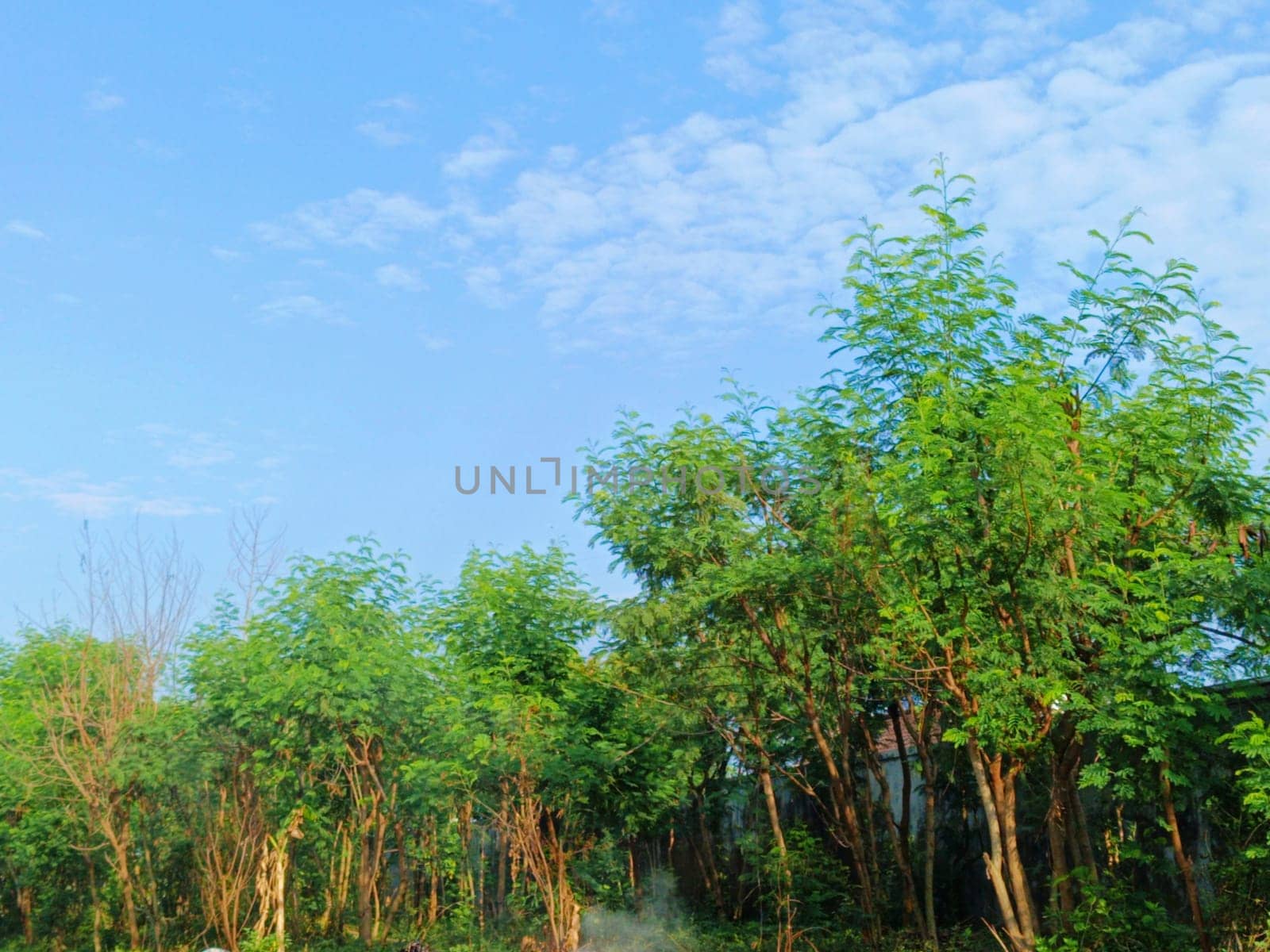 Trees with blue sky background. Green Leaves of trees shined by the sunlight shows its true color.