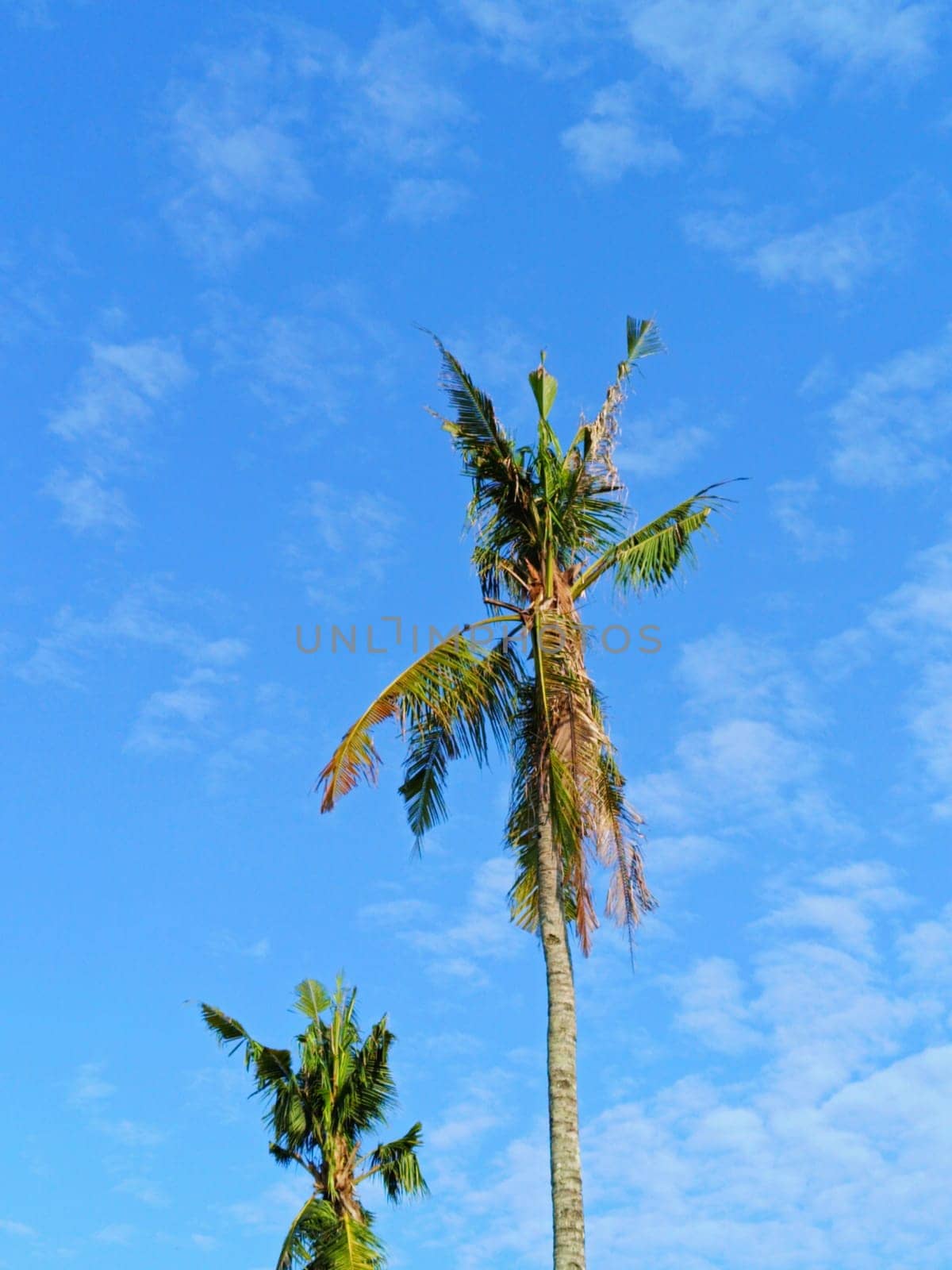 Coconut trees with background of blue sky. Clouds in the sky.