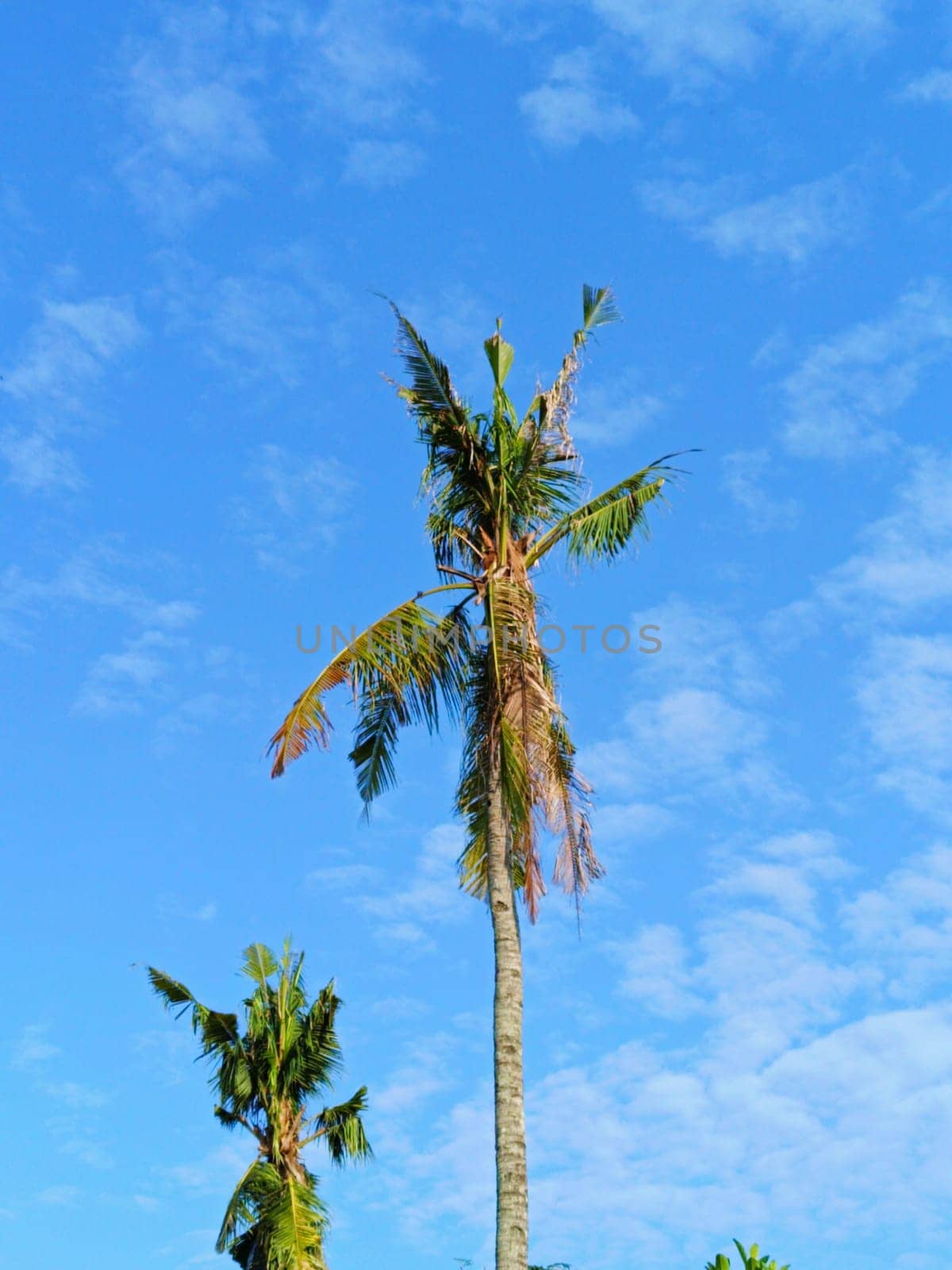 Coconut trees with background of blue sky. Clouds in the sky.