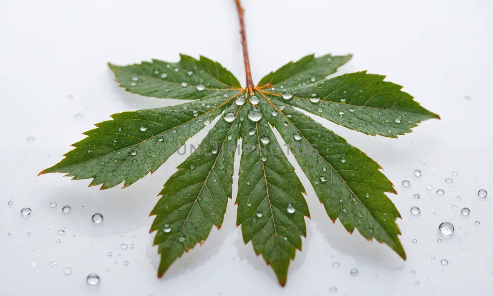 A single green leaf with water droplets sits on a plain white surface.