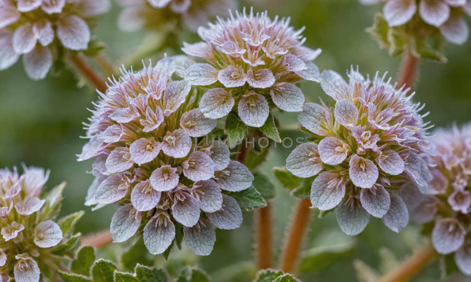 A close-up of a cluster of light purple flowers with small green leaves blooming on a green stem.