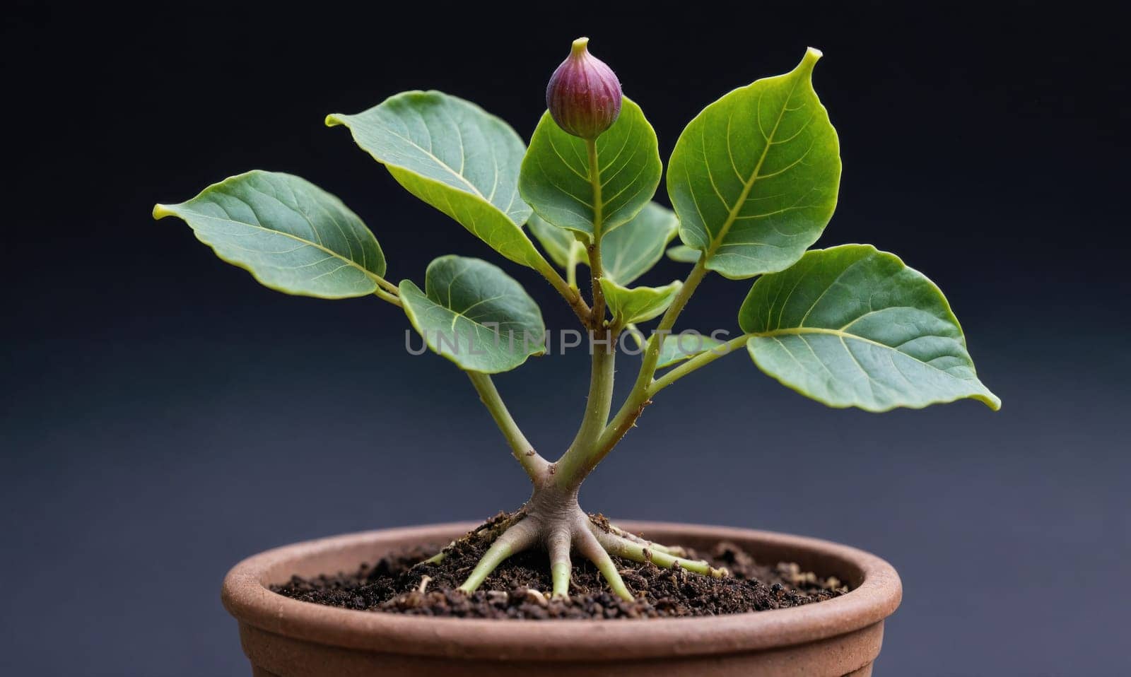 A small fig tree with green leaves and a single fig growing from the top in a terracotta pot. The pot is filled with dark soil and the roots of the tree are visible at the base