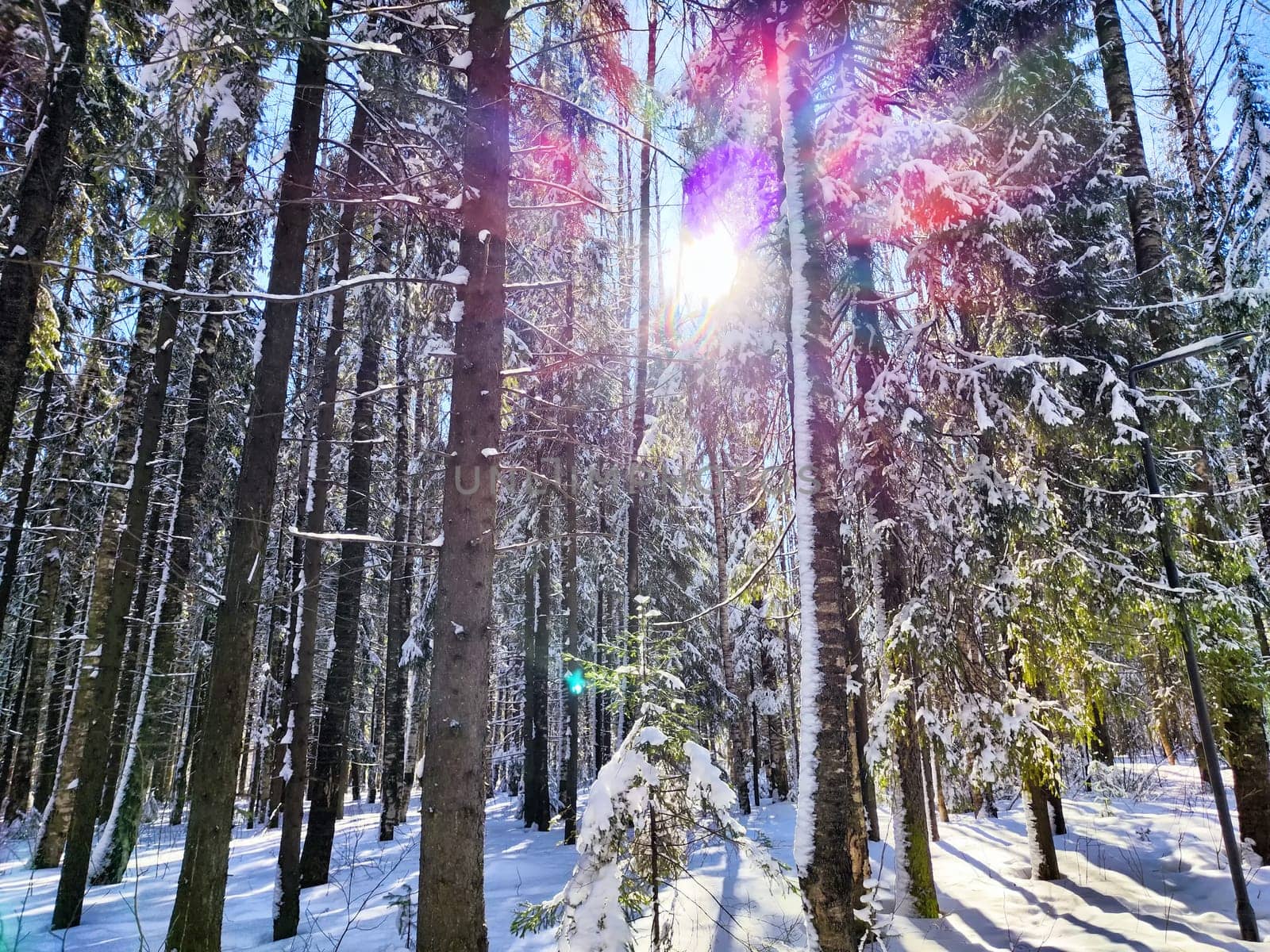Winter Panorama in Snowy Forest With Sun Flare. Sunlight pierces through snow-laden trees in a tranquil forest