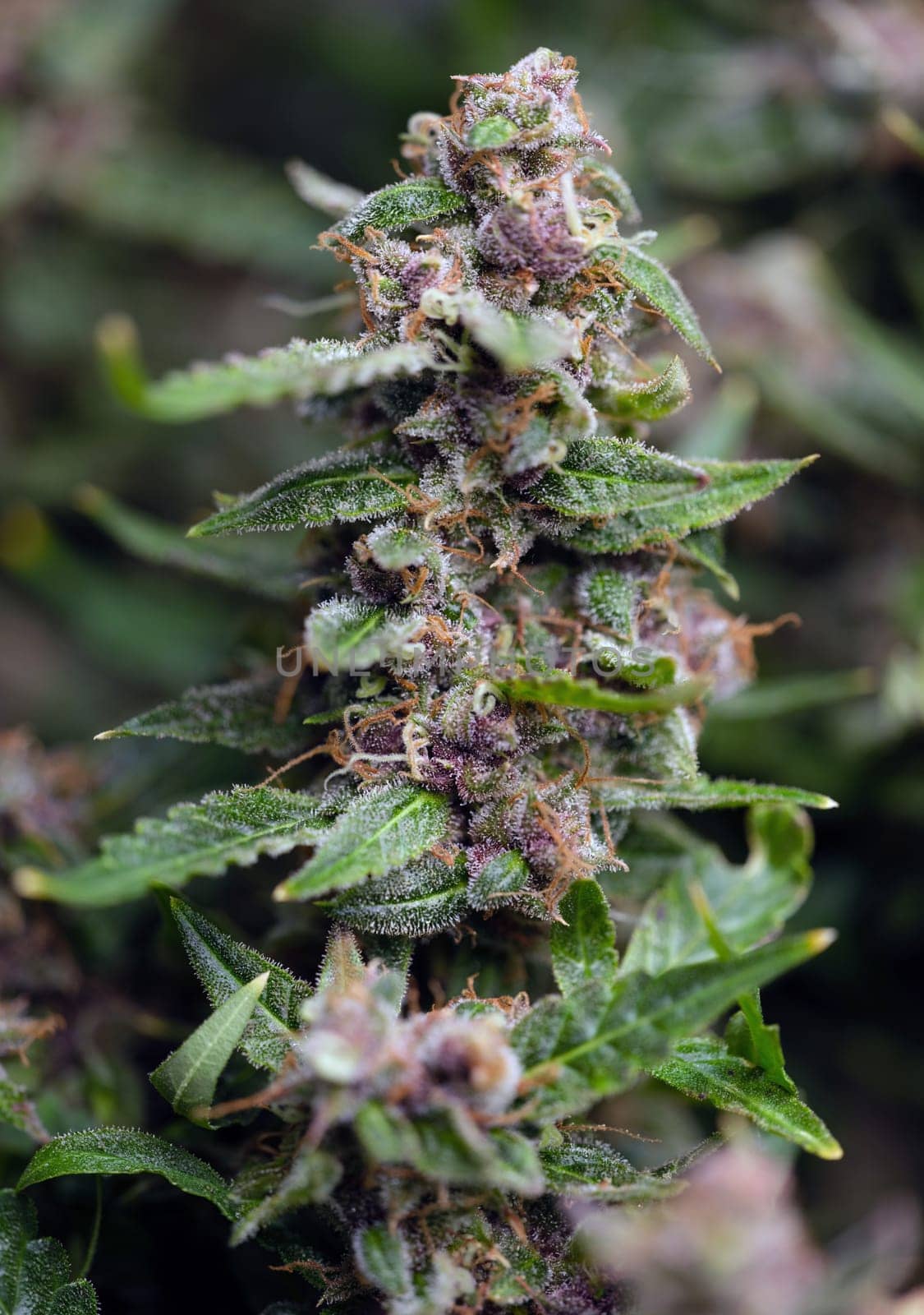 A detailed and closeup view of vibrant cannabis buds paired with lush green leaves adorned with stunning purple hues