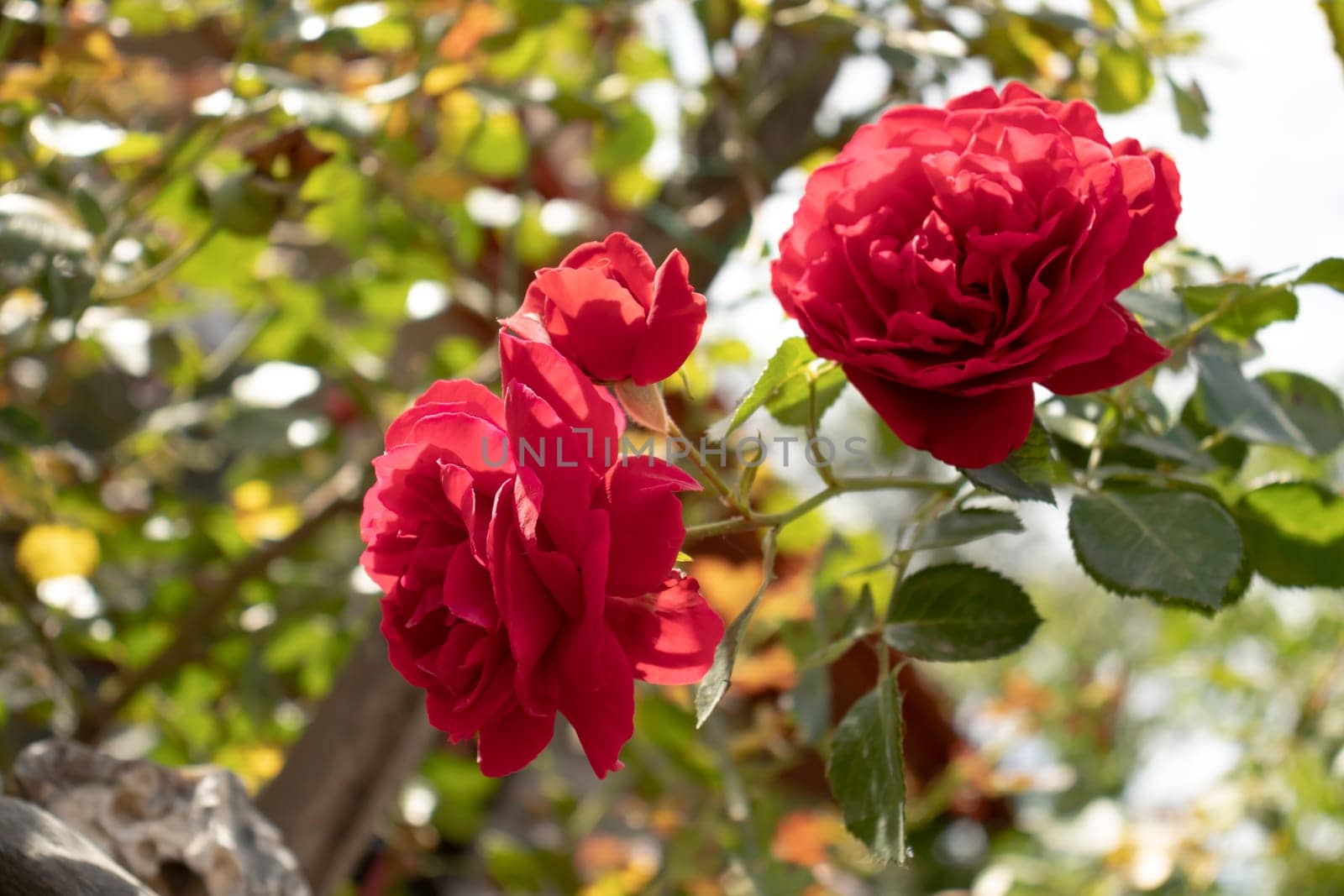Two red roses are seen in full bloom, their vibrant petals standing out against green leaves. The bright sunlight enhances the color of the flowers, offering a serene view of a blooming garden.