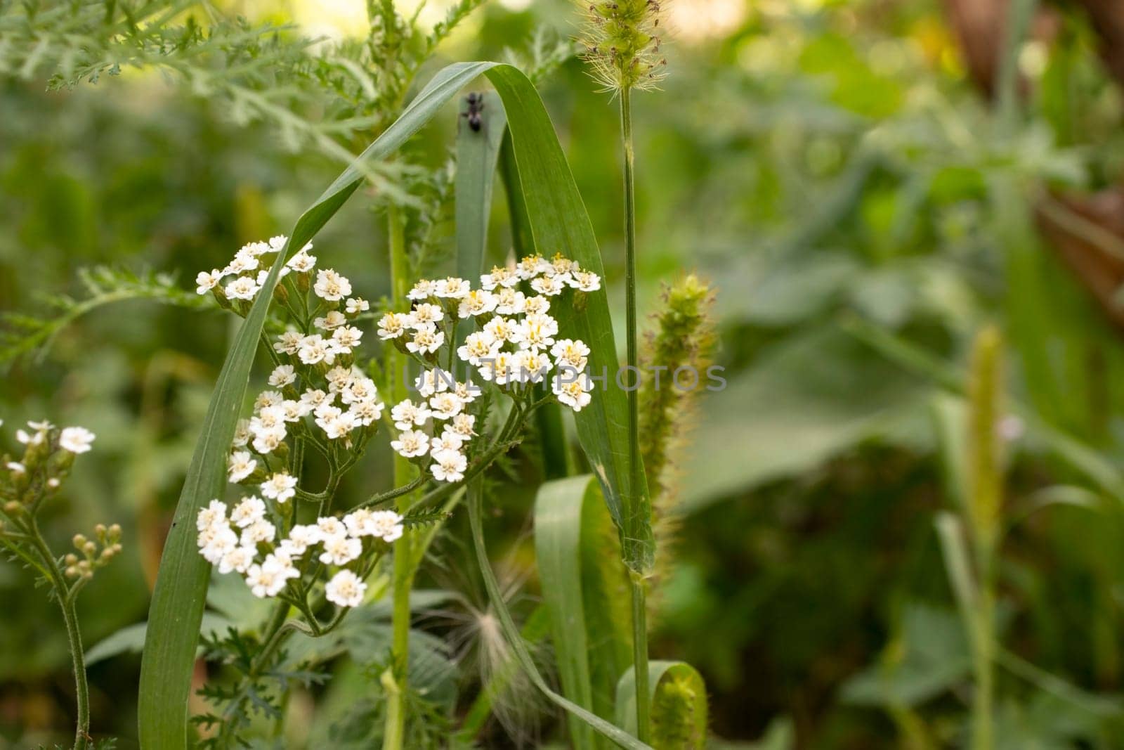 This image captures delicate white wildflowers set against a backdrop of green foliage. The natural scene provides a close look at the plants with detailed flowers blooming, enhancing the beauty of a wild garden or meadow.