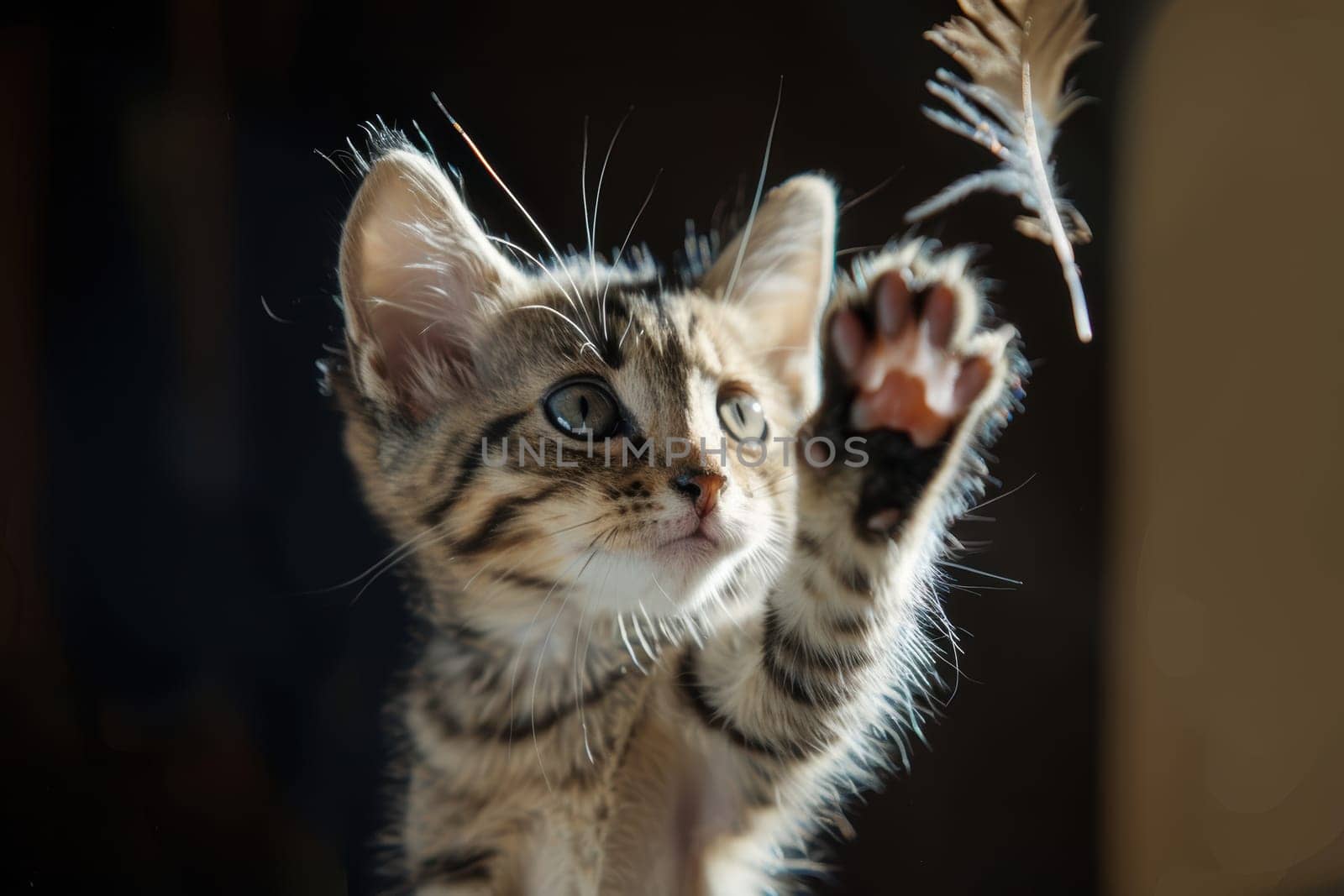 A curious kitten stands on its hind legs, reaching up with wide eyes toward a feather toy. this energetic scene captures playful and fun moments, ideal for promoting pet toys or showcasing kitten antics.