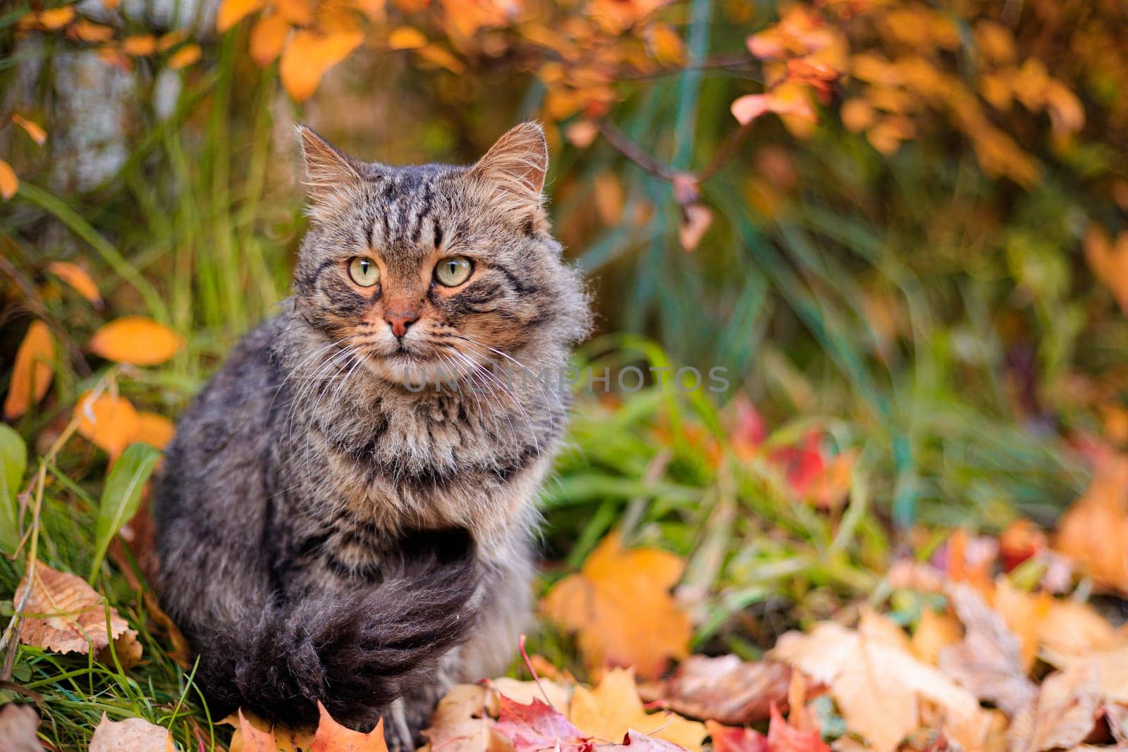 Autumn portrait of a cat. A colored cat. a pet. Photos for printed products . Autumn is golden . Animal. High quality photo