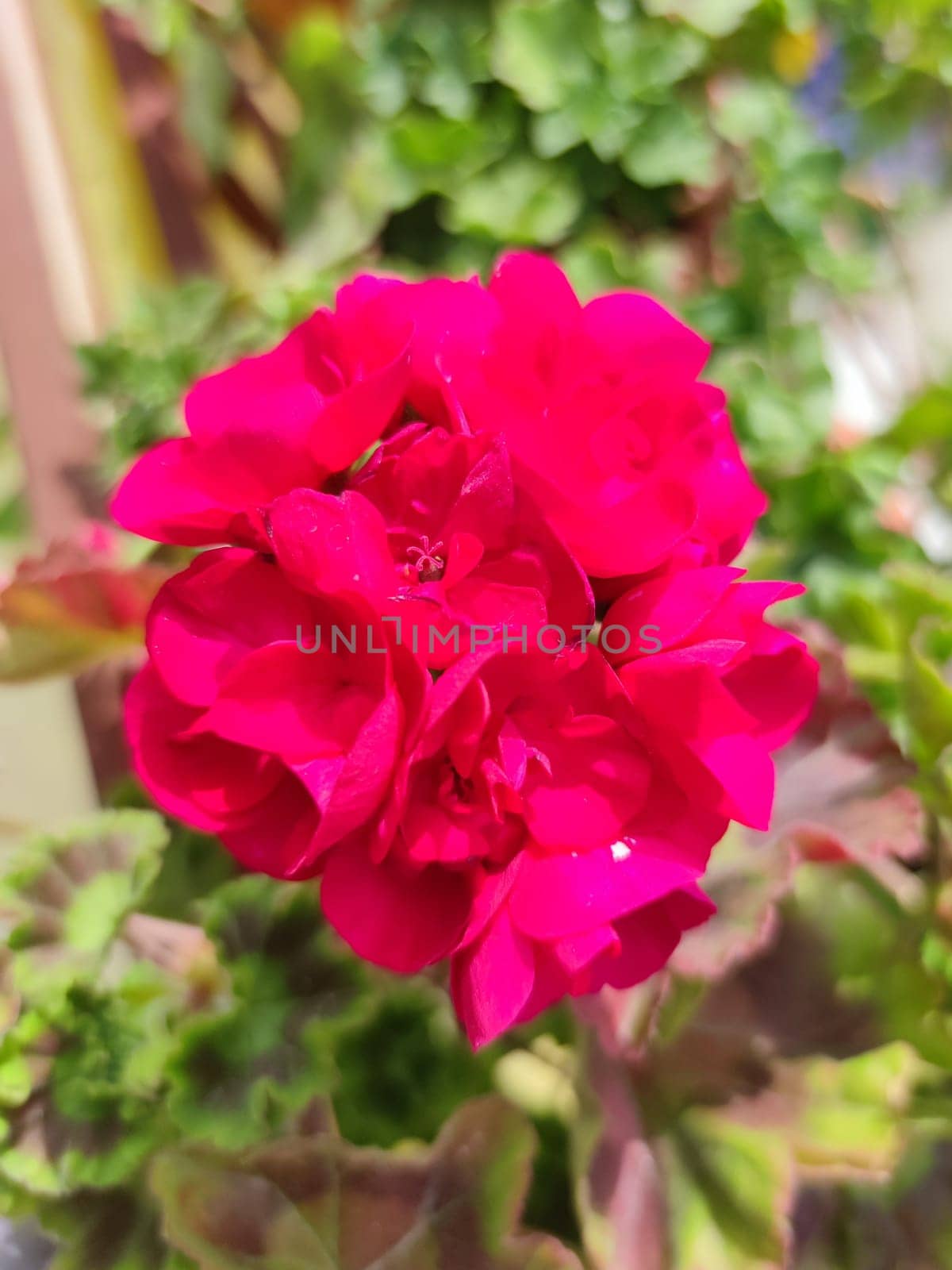 blooming pink geranium in sunlight close-up